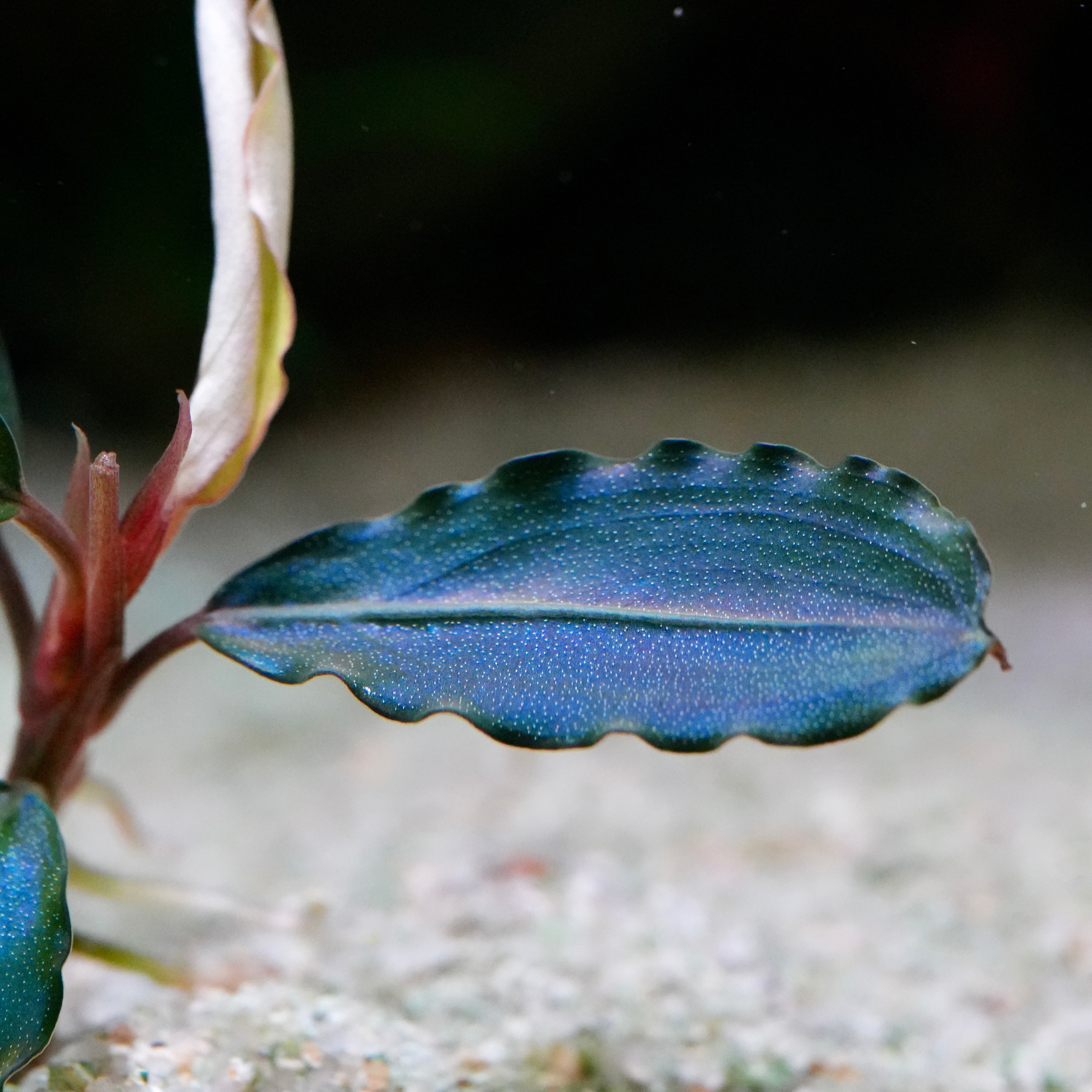 Macro shot of a bucephalandra maestro blue epiphyte aquarium plant leaf with crinkled edges