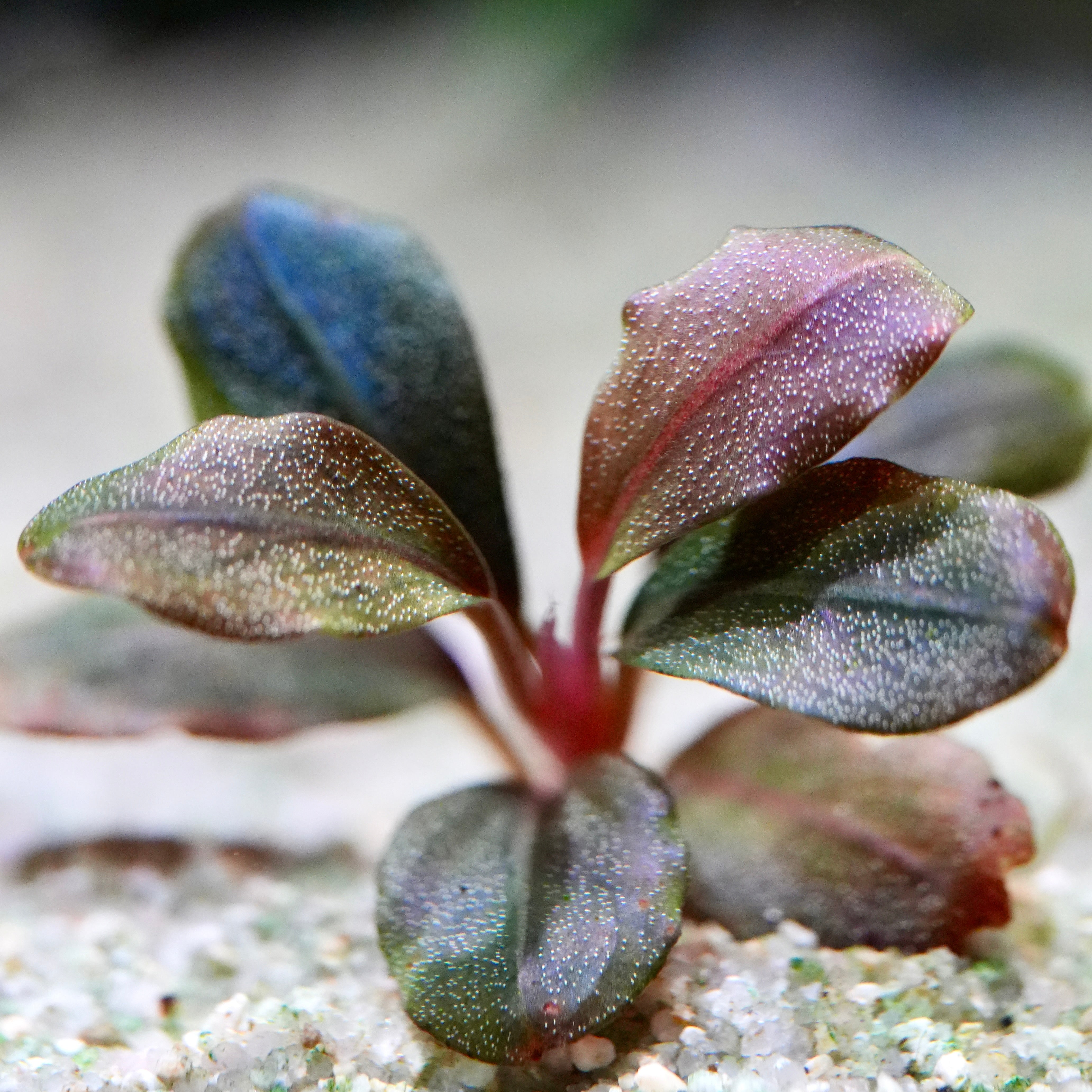 Macro shot of multicoloured leaves from bucephalandra marble round rare aquarium plant