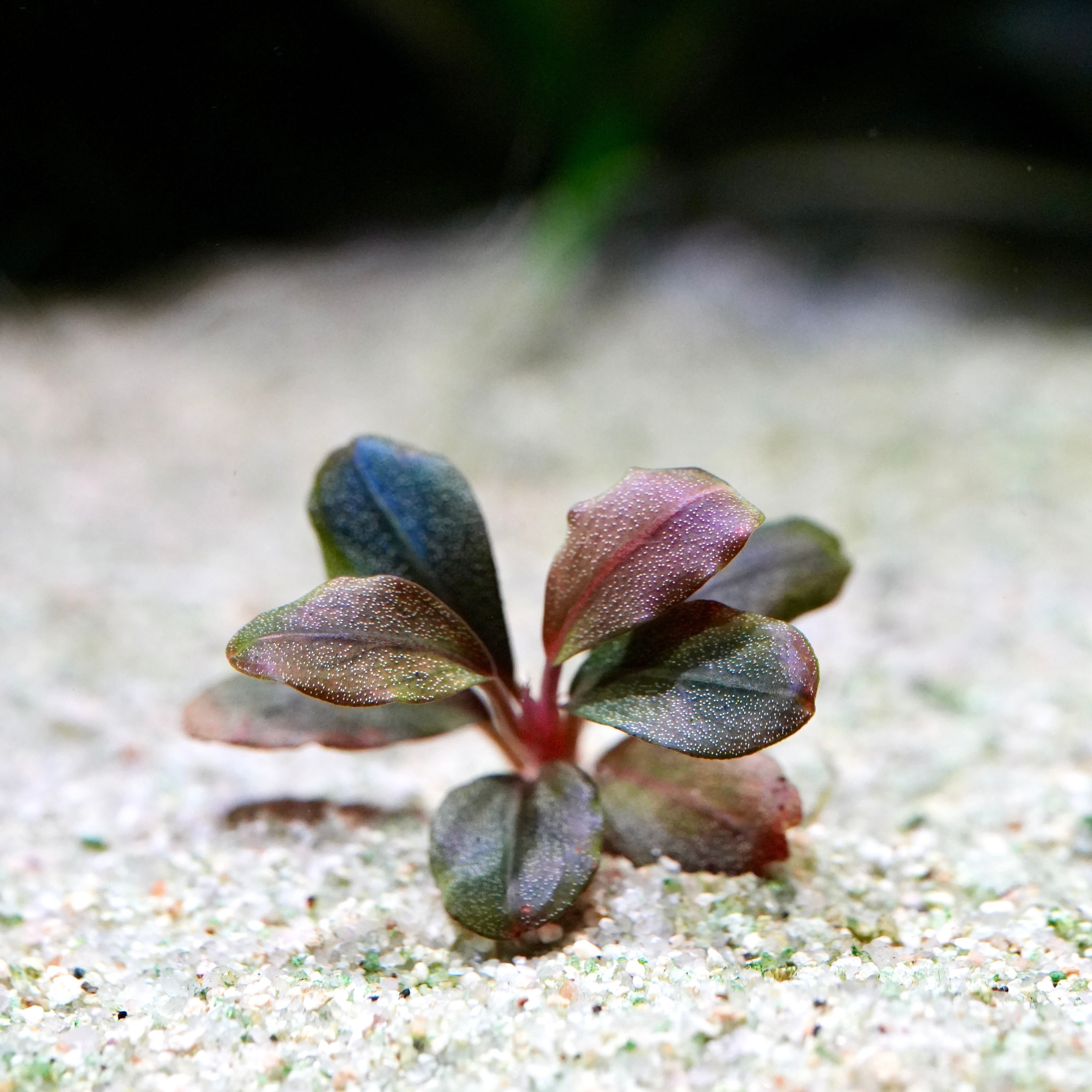 Rainbow coloured bucephalandra marble round rare aquarium plant in sand