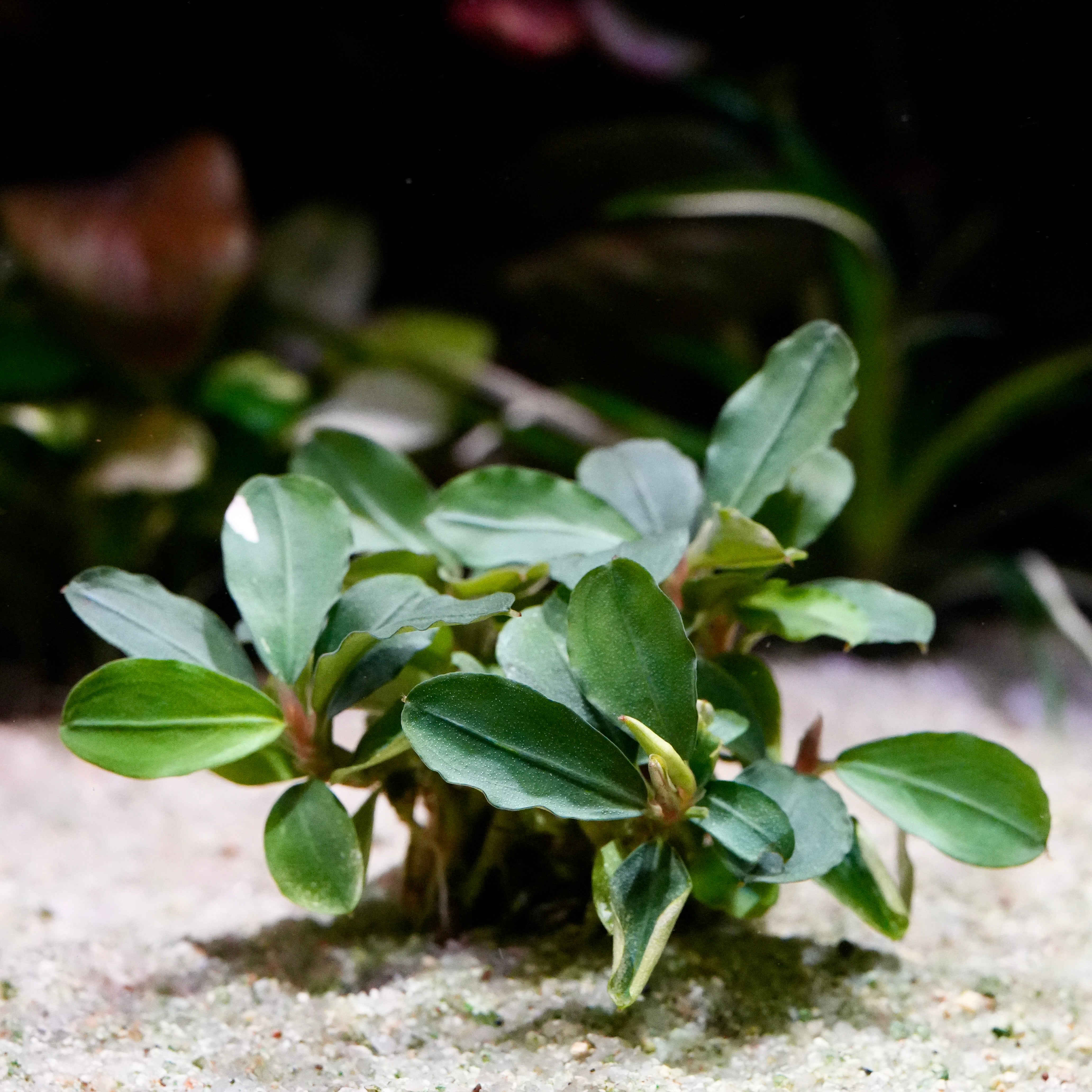 Close up of bucephalandra melawi pink aquarium epiphyte plant
