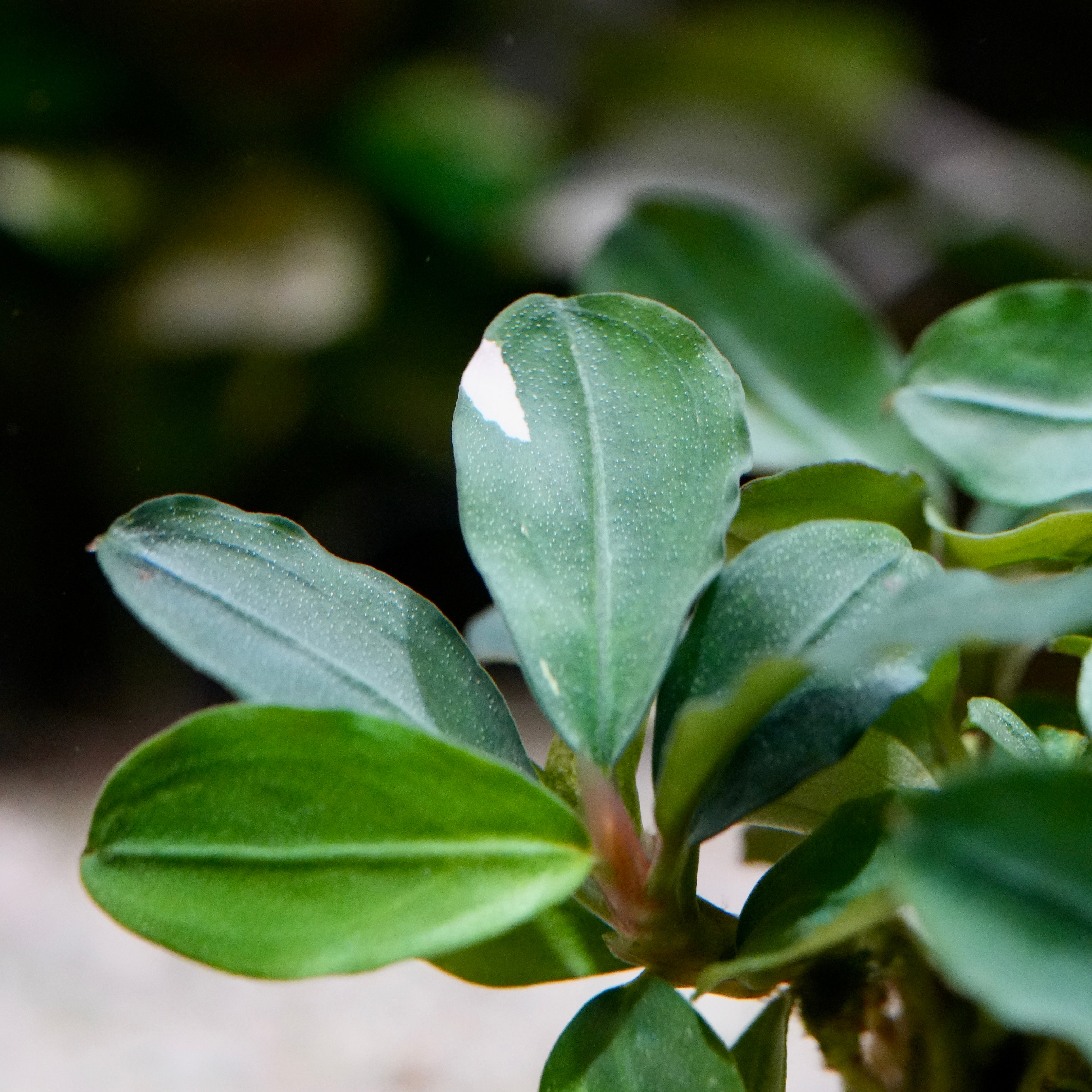 Macro shot of variegated bucephalandra melawi pink aquarium epiphyte plant leaf