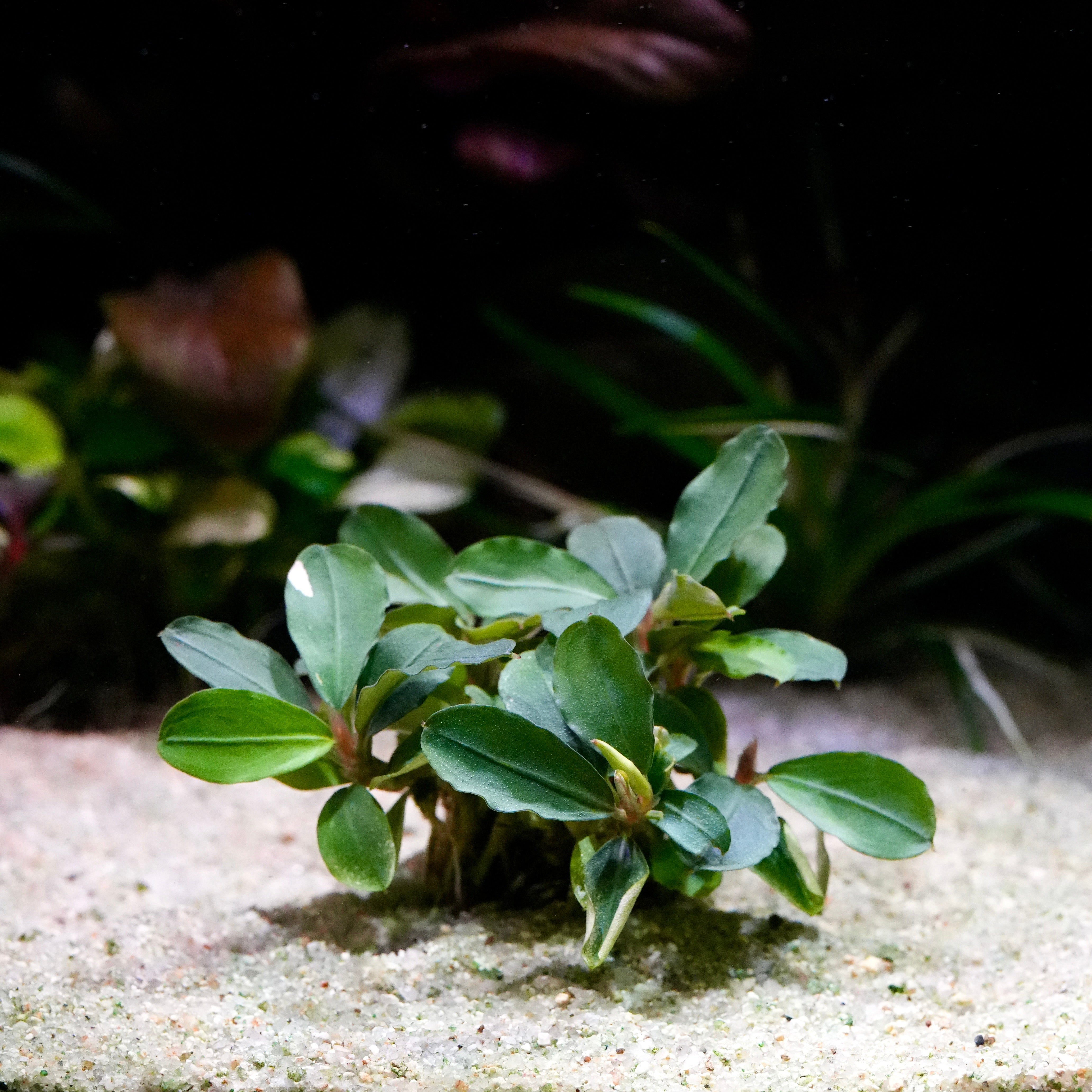 Green and pink bucephalandra melawi pink aquarium epiphyte plant in sand