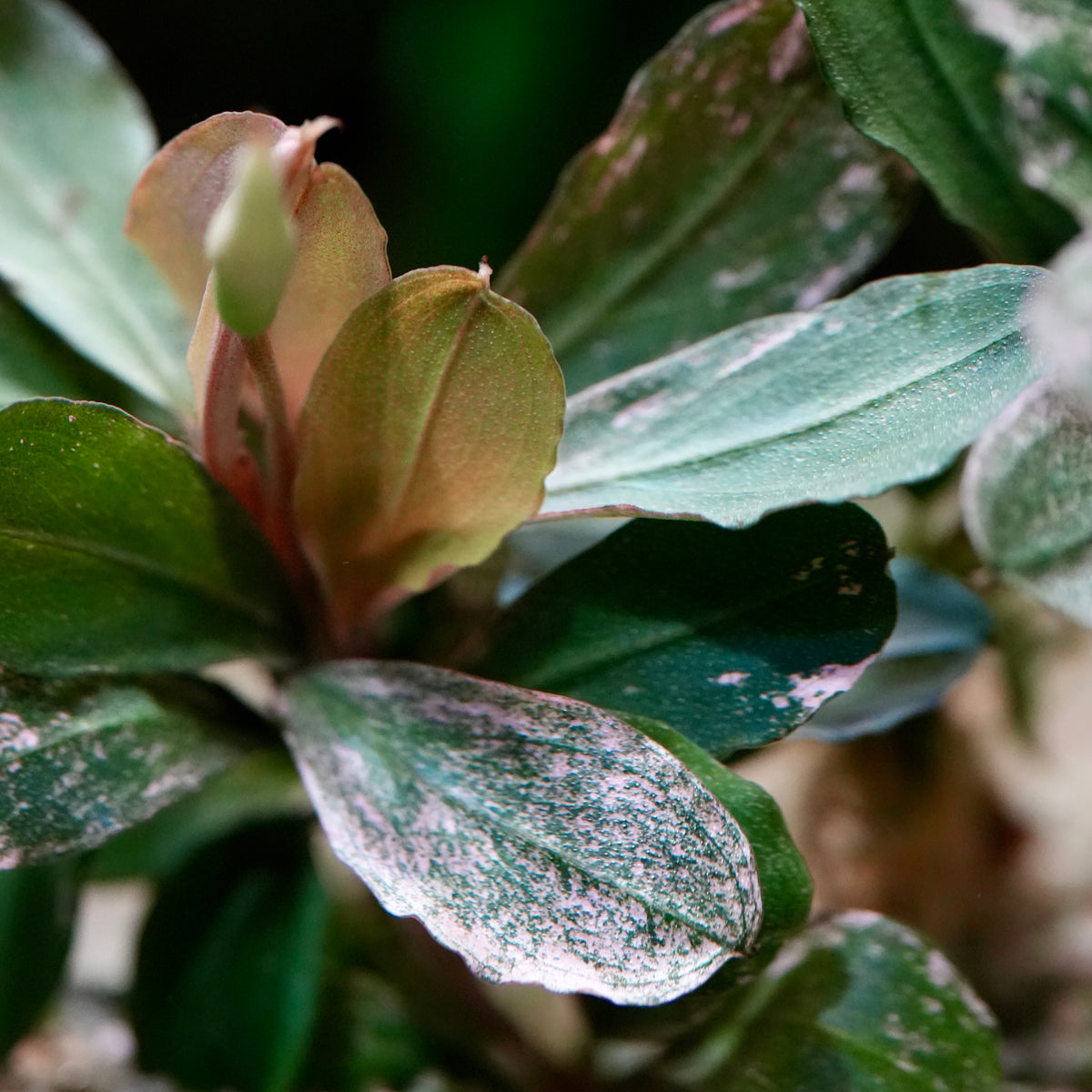 Close-up of a variegated bucephalandra melawi pink epiphyte aquatic plant with green and pink leaves and a small pale pinkish-brown bud at the center