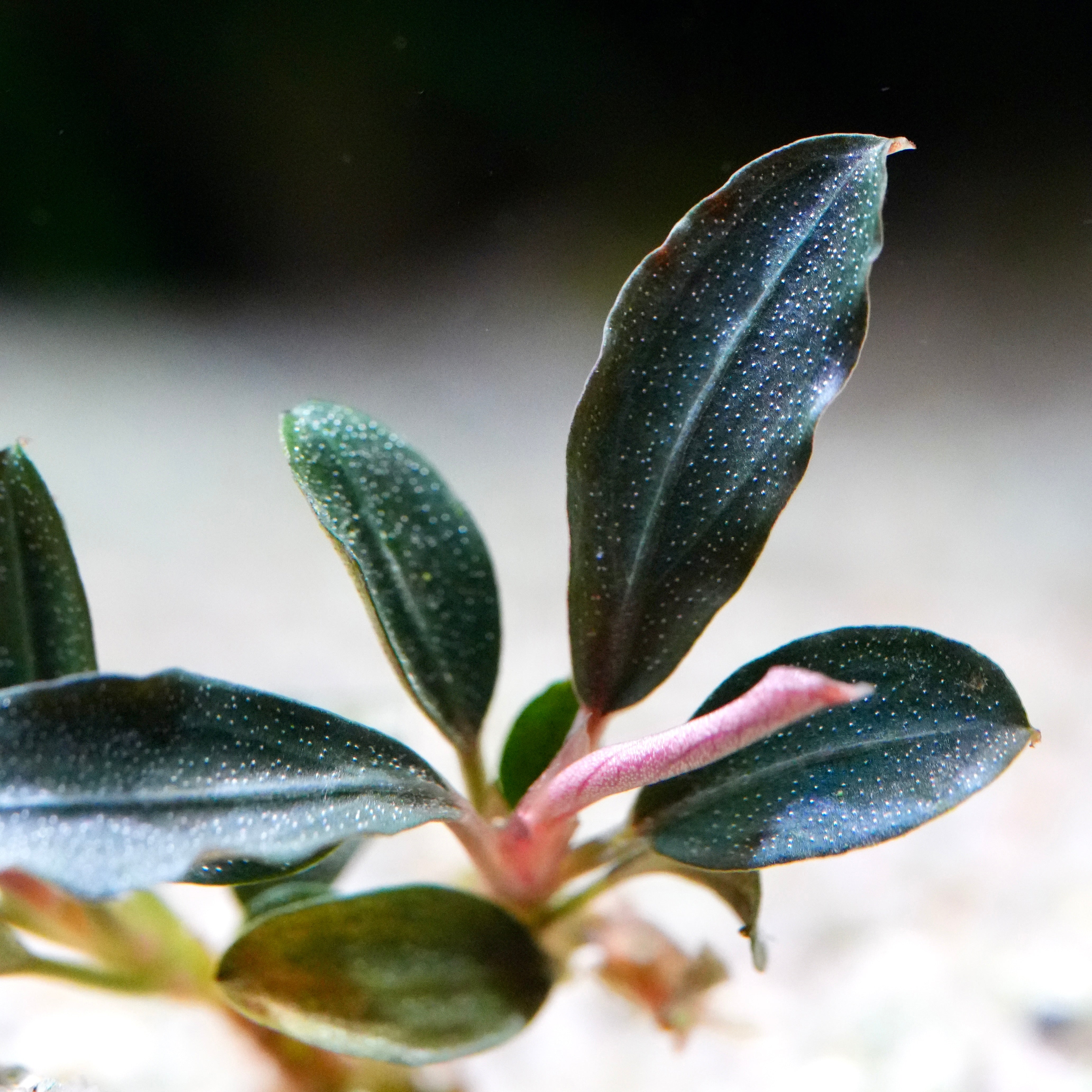 Macro shot of a bucephalandra mini red epiphyte aquarium plant with green leaves and a pink stem against a blurred background