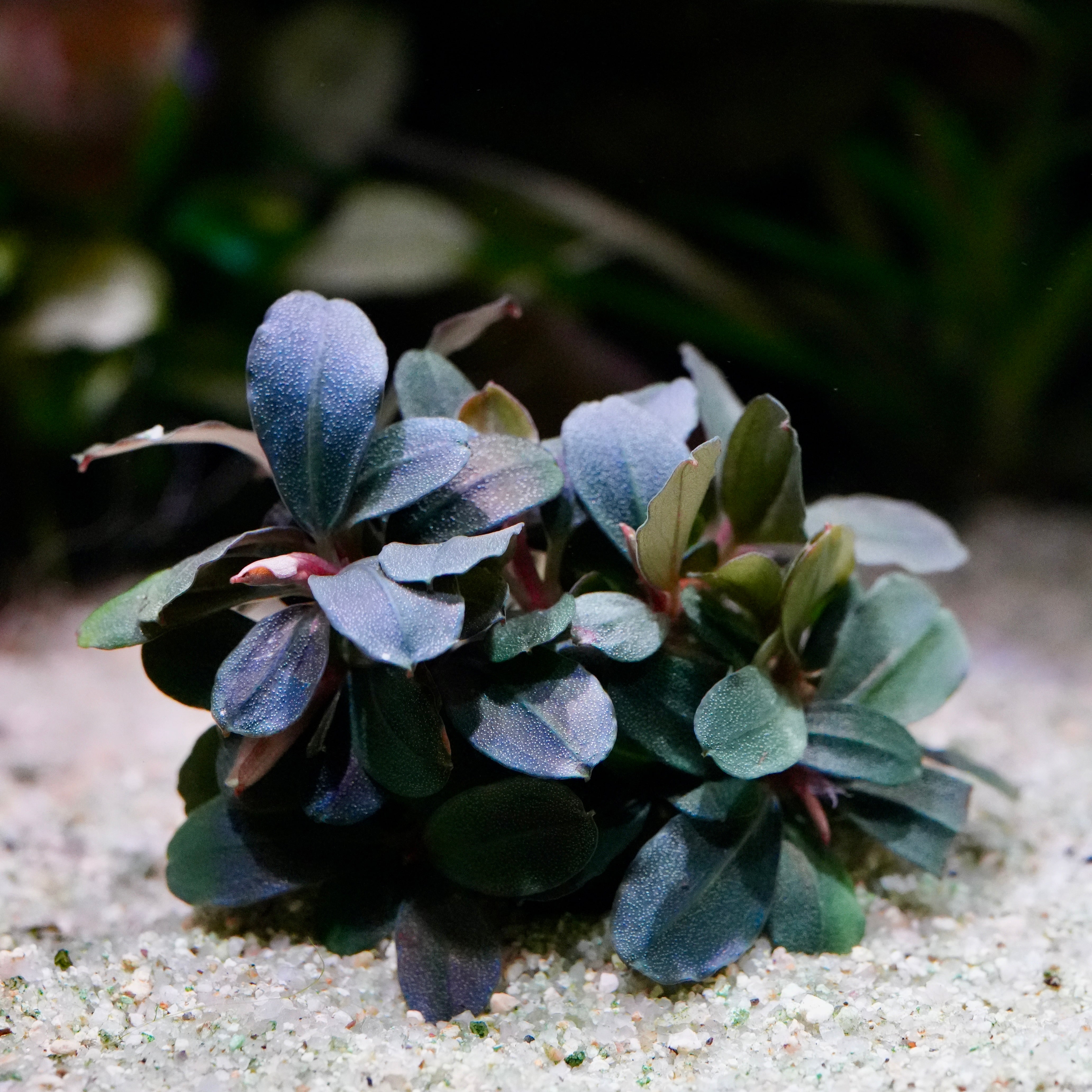 Small leaved bucephalandra neo rare aquarium plant