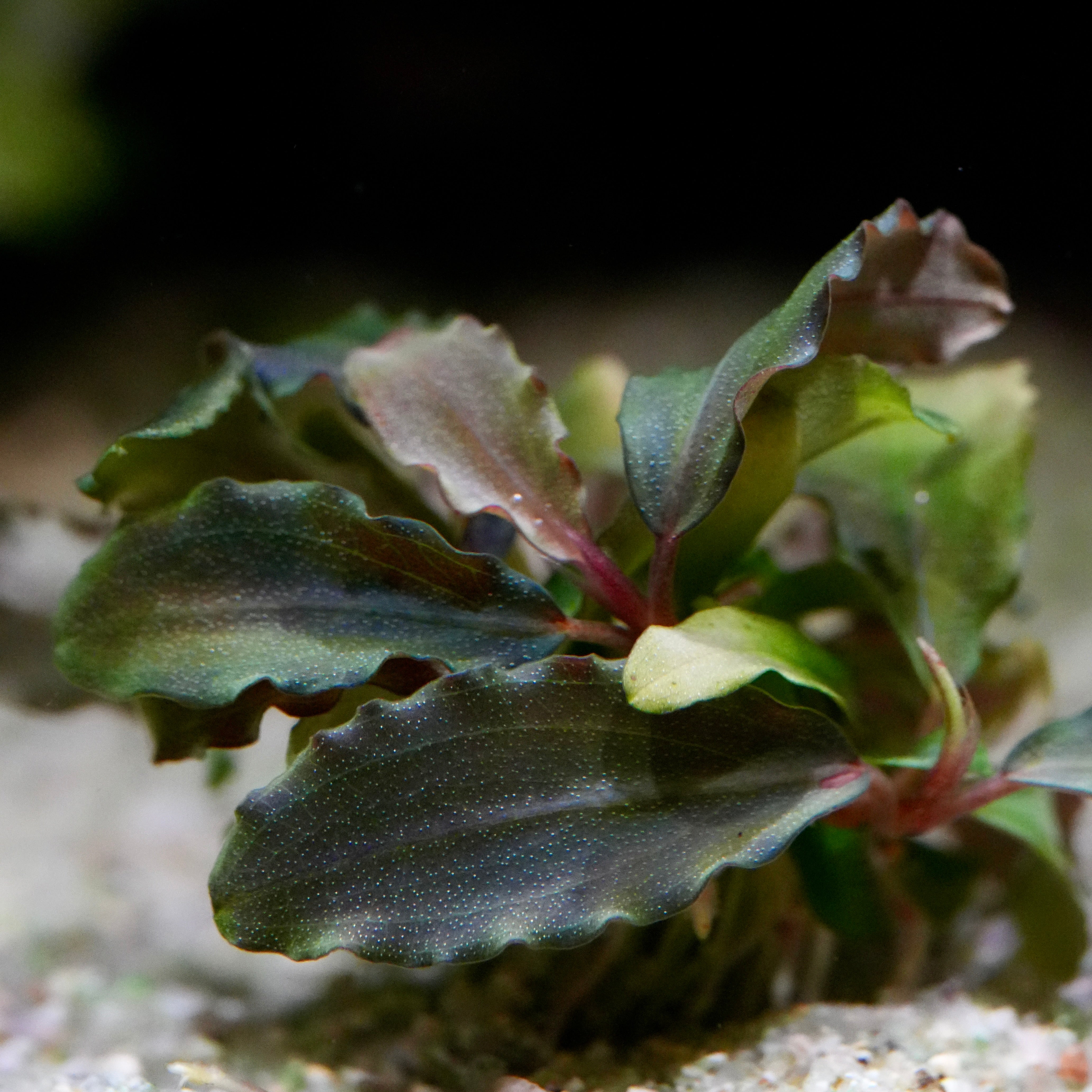 Close-up of a small bucephalandra pandora queen aquarium plant with green leaves on a blurred background