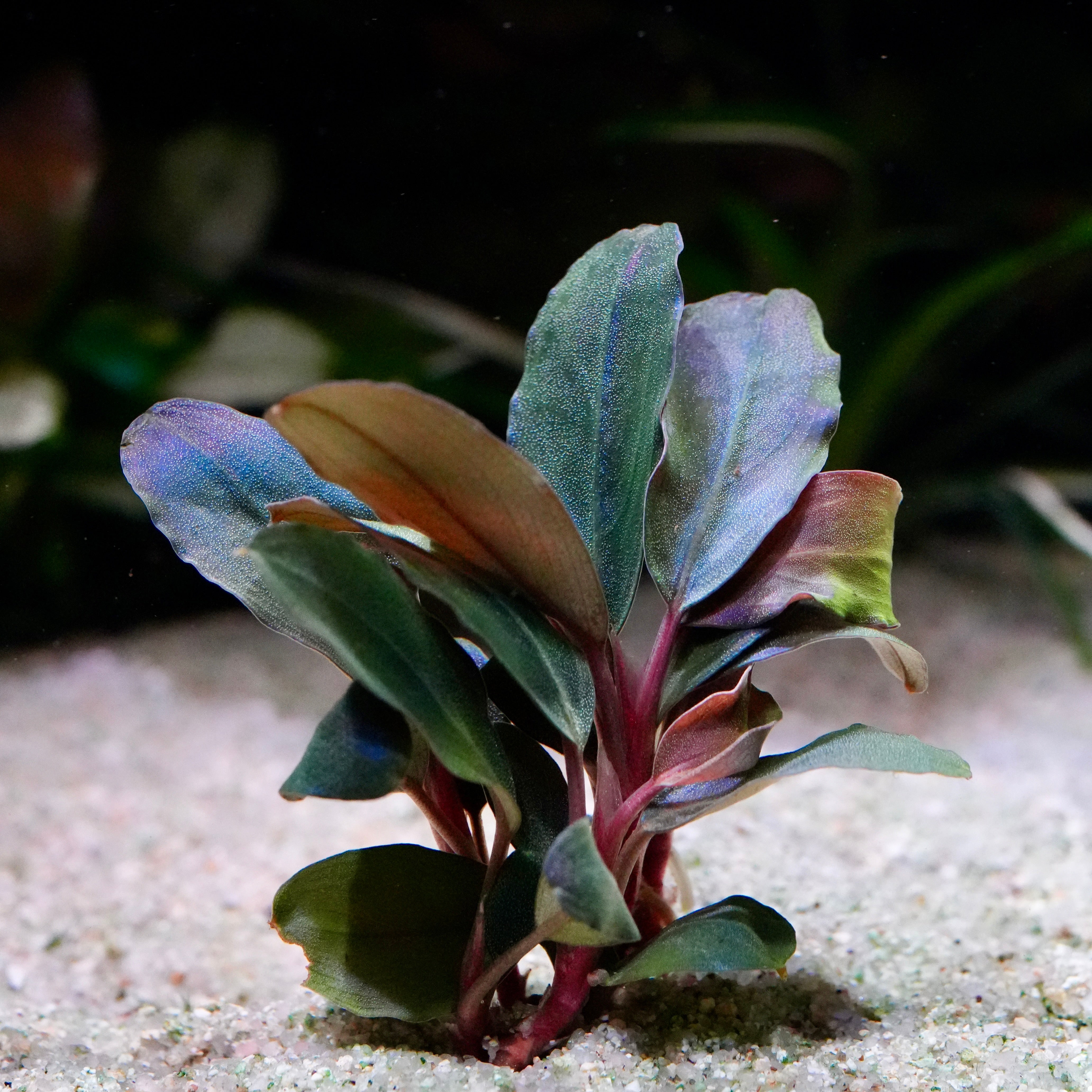 Blue and purple bucephalandra pandora rare epiphyte aquarium plant in sand