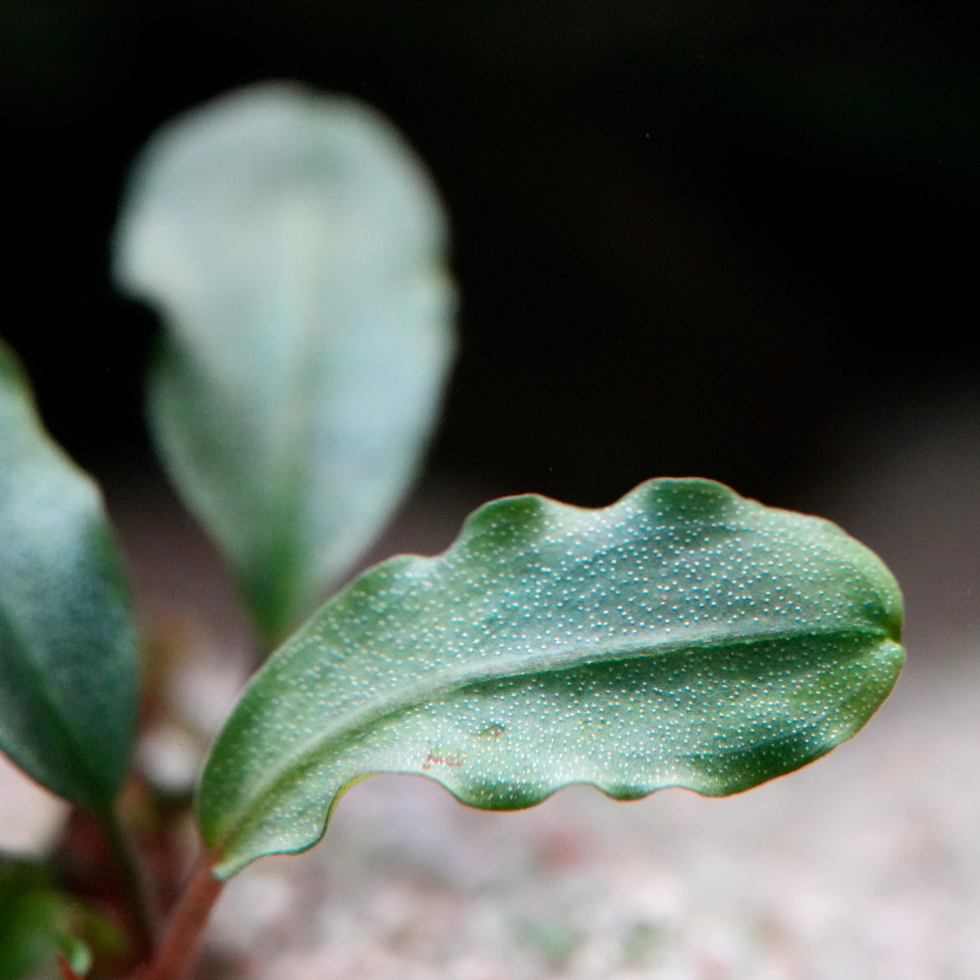 Close-up of a green leaf from bucephalandra peanut aquarium epiphyte plant with a blurred background