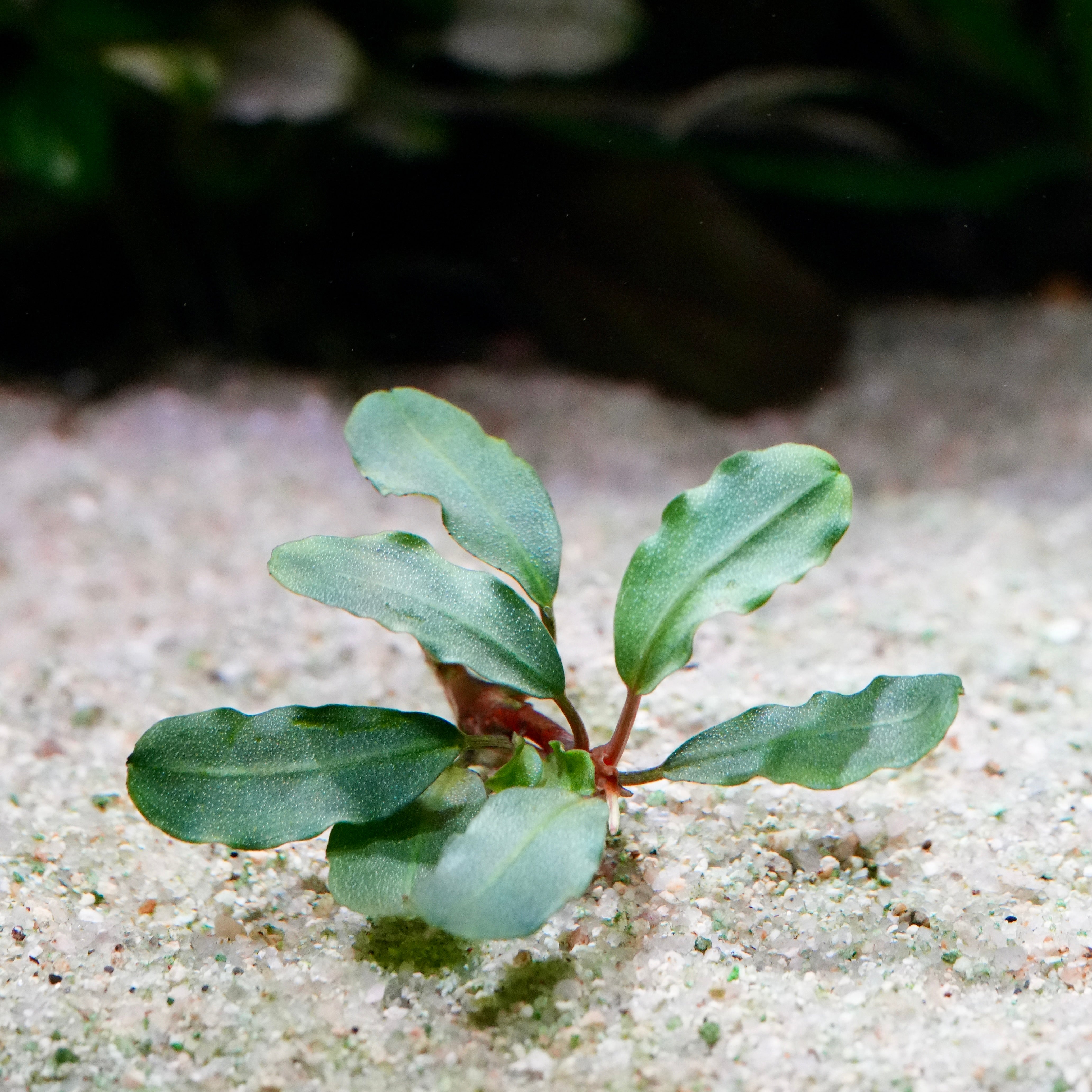 Small green bucephalandra peanut aquarium epiphyte plant sprouting from sandy soil with a blurred background