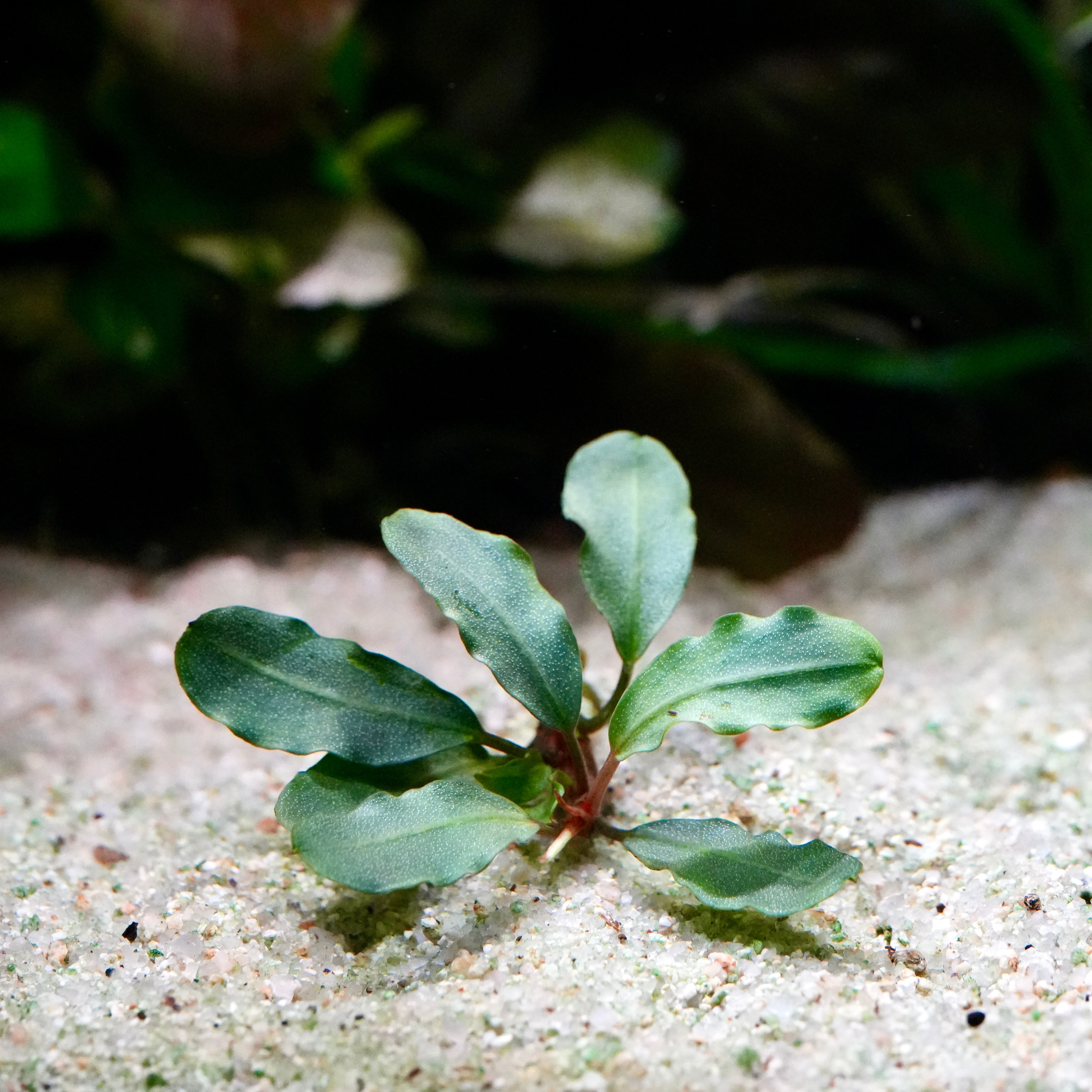 Small green bucephalandra peanut aquarium epiphyte plant with wavy leaves