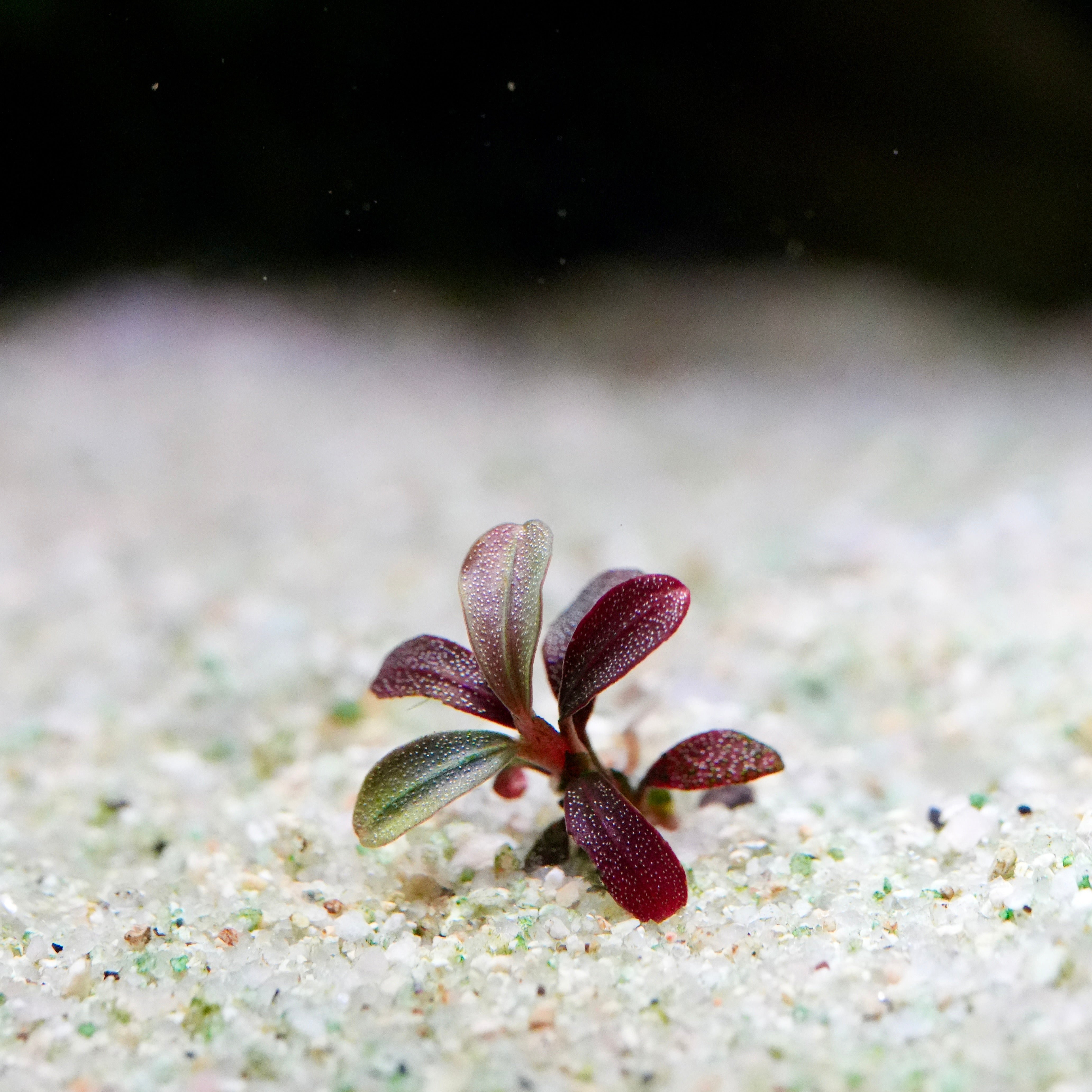 Tiny red bucephalandra phantom mini aquatic epiphyte plant in sand