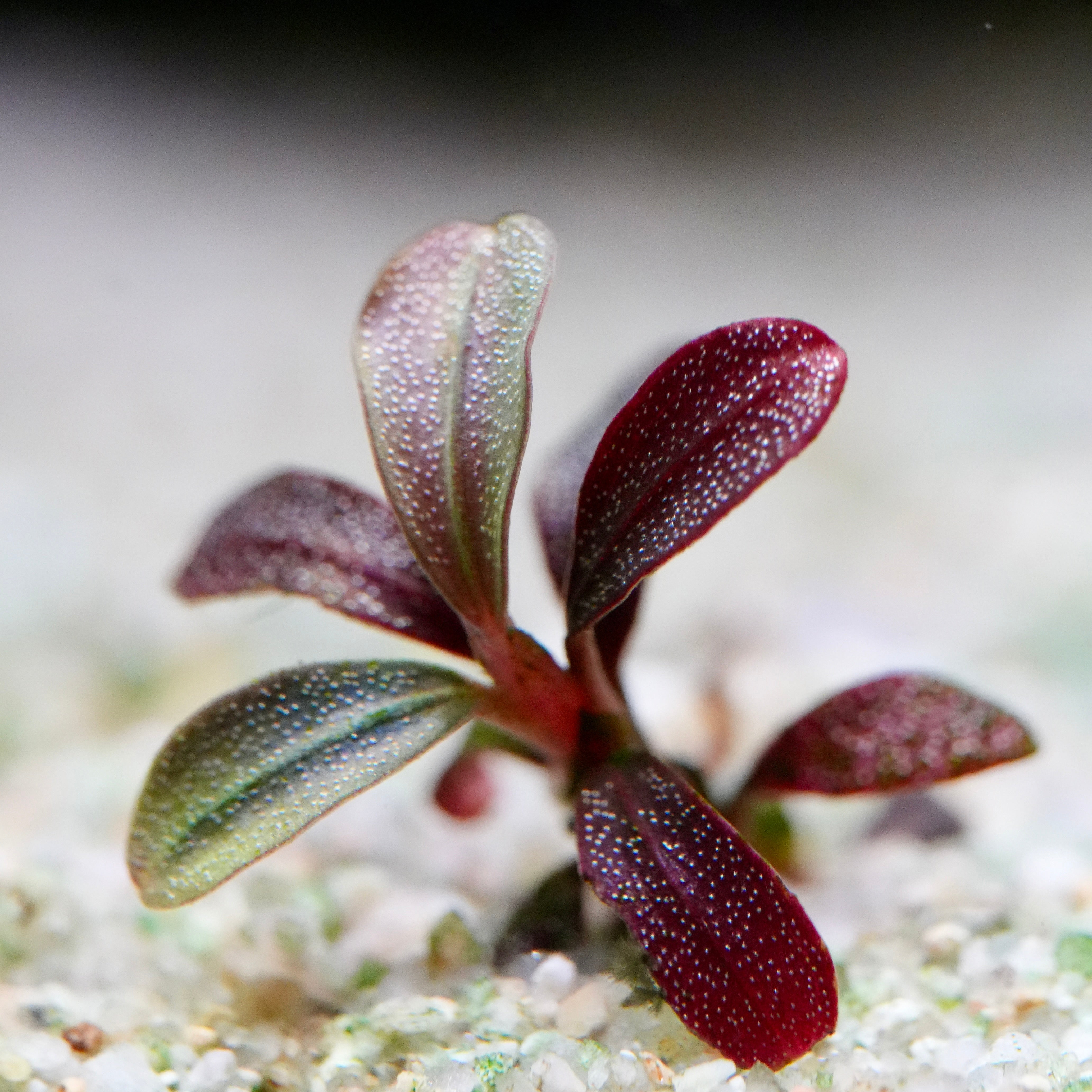 Close-up of a tiny bucephalandra phantom mini aquatic epiphyte plant with red and green leaves on a blurred background