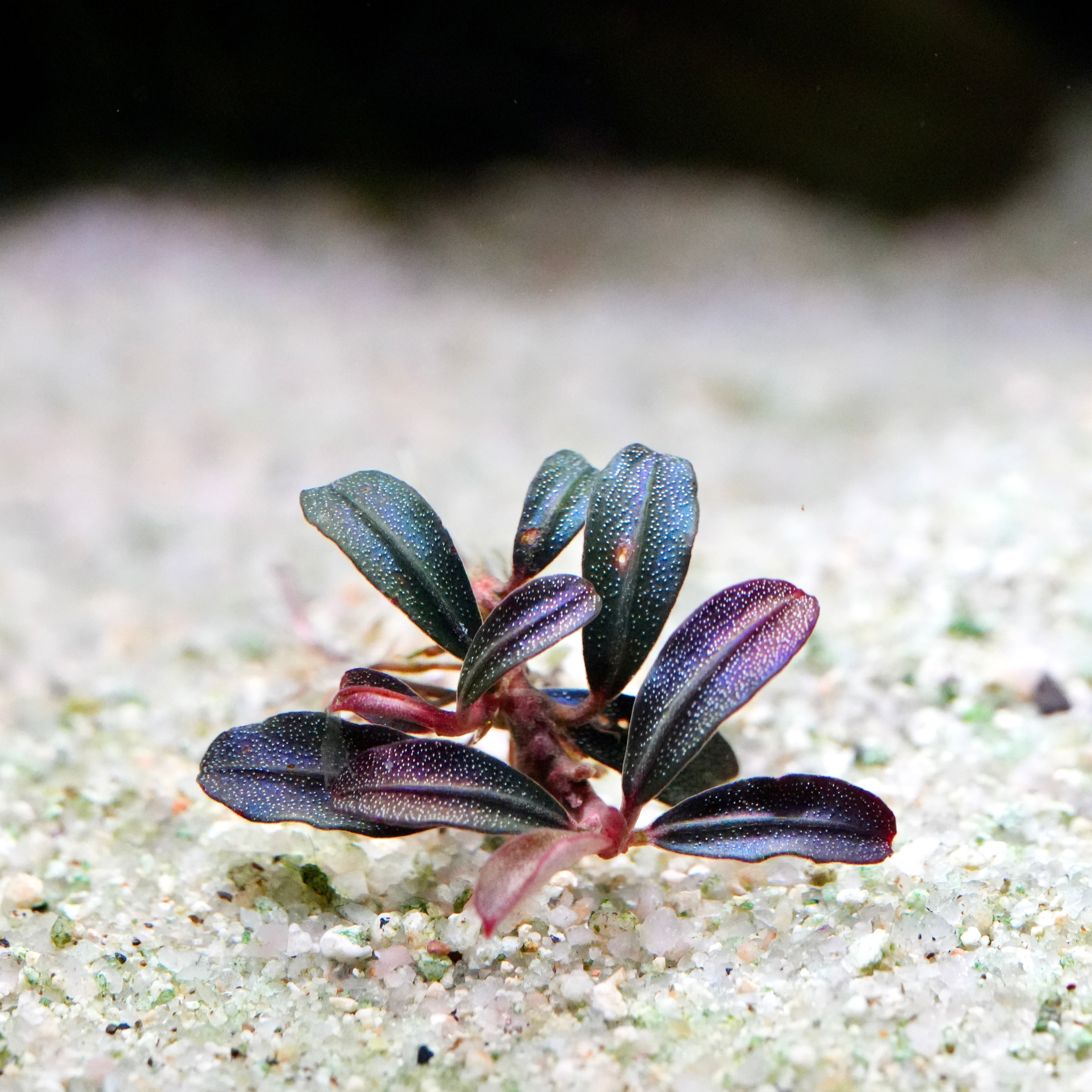 Small purple bucephalandra phoenix mini rare aquatic epiphyte plant on a sandy surface with a blurred background