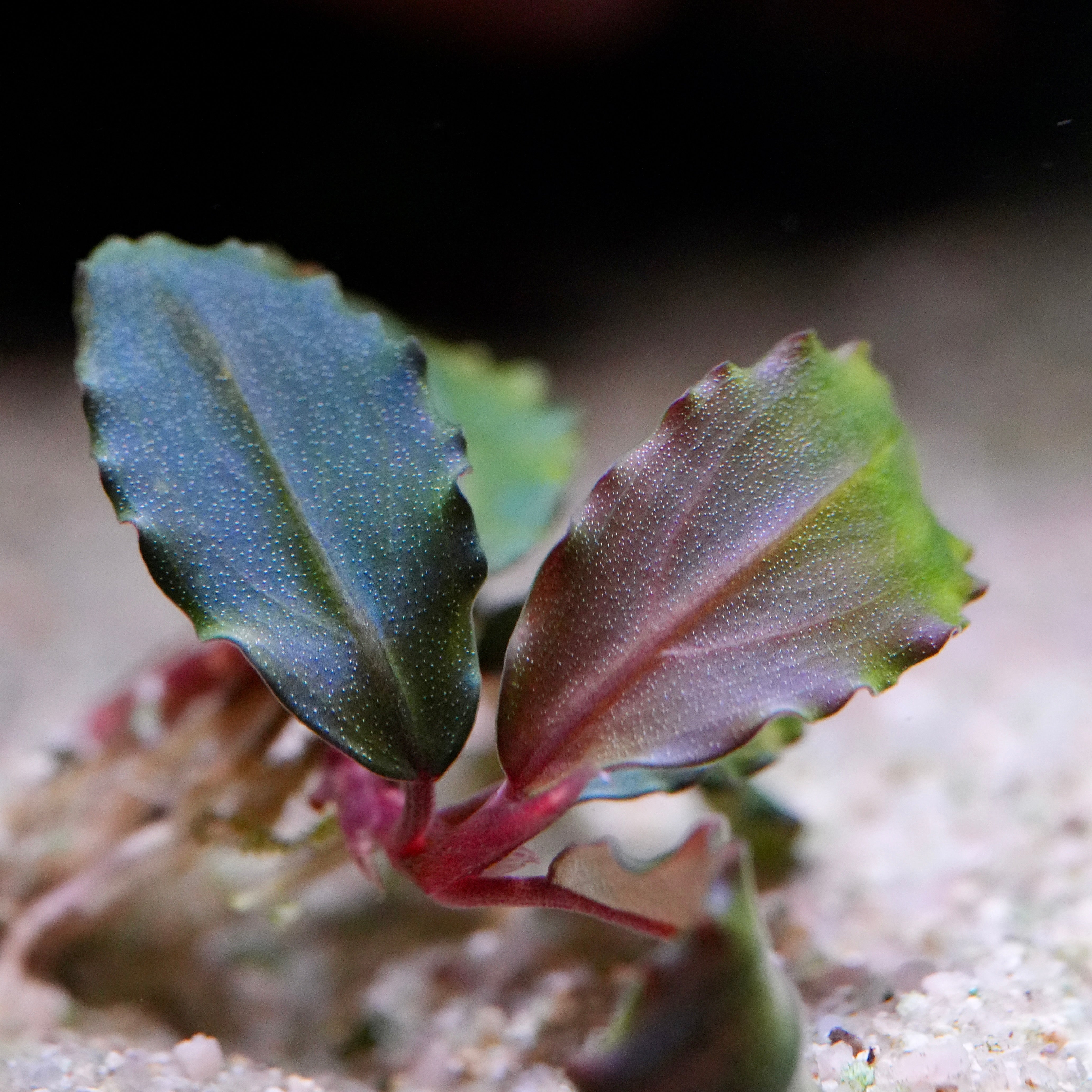 Close-up of bucephalandra purple wave aquarium epiphyte plant with green and purple leaves