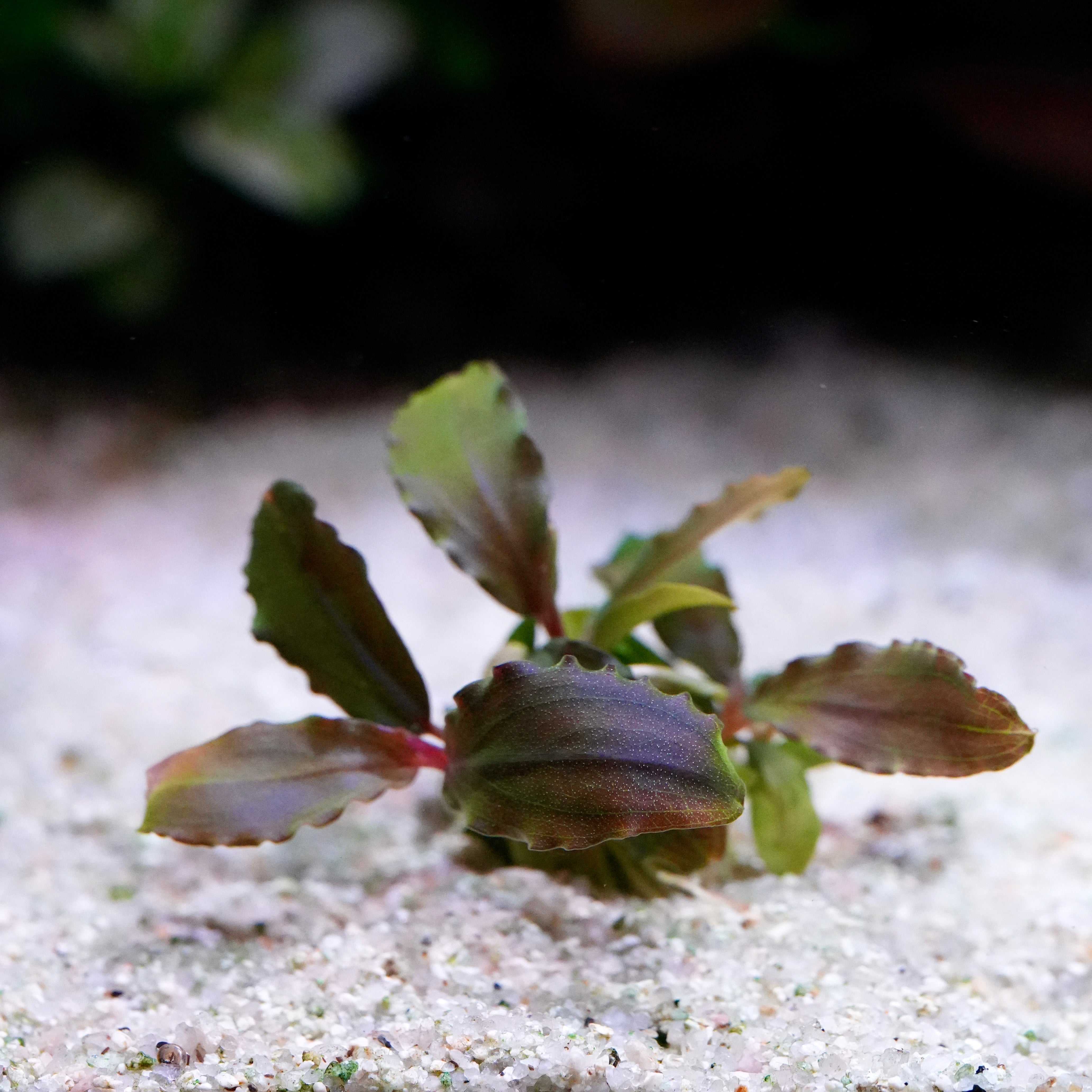Green and purple bucephalandra purple wave aquarium epiphyte plant