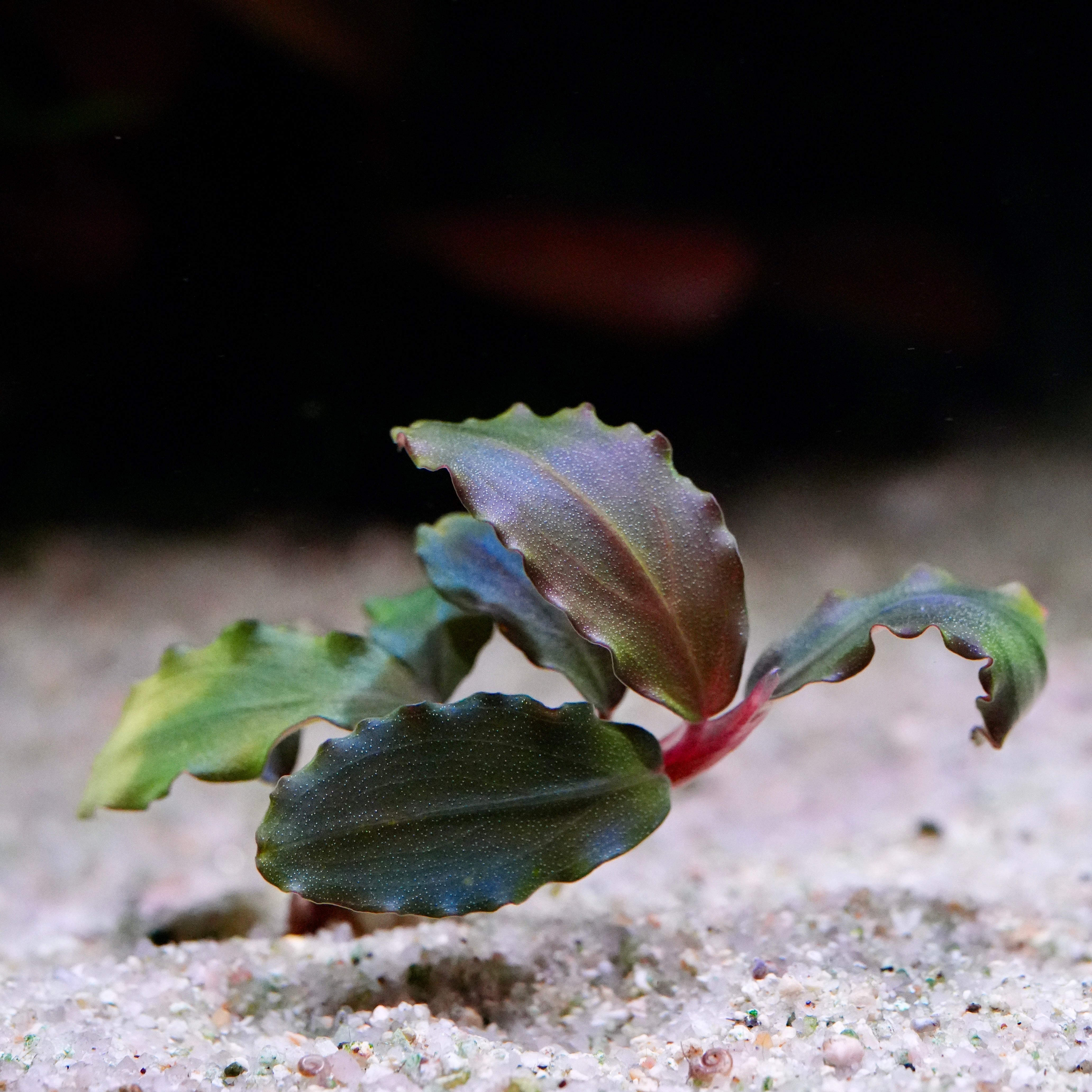 bucephalandra purple wave aquarium epiphyte plant in sand