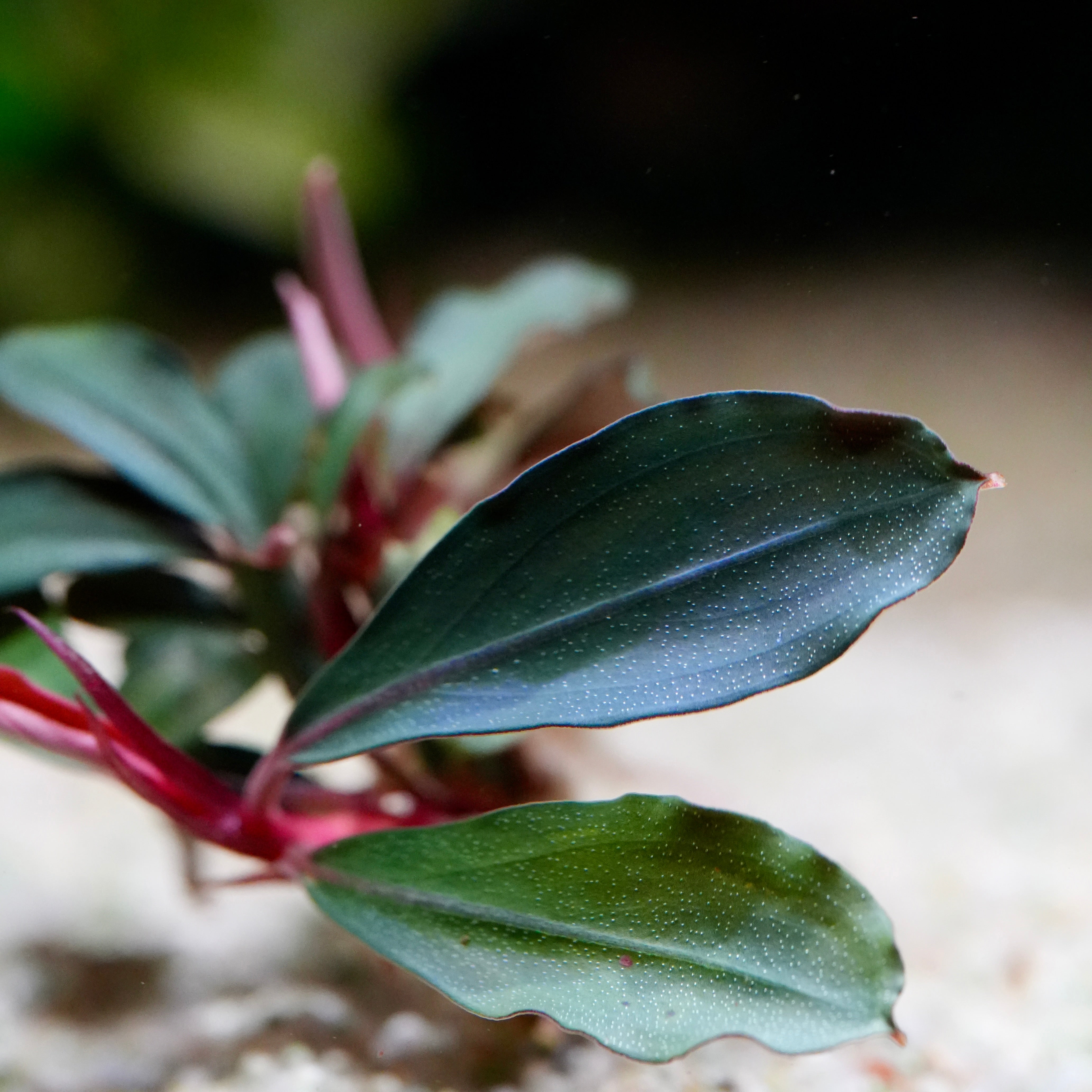 Macro shot of bucephalandra red central aquarium plant leaf