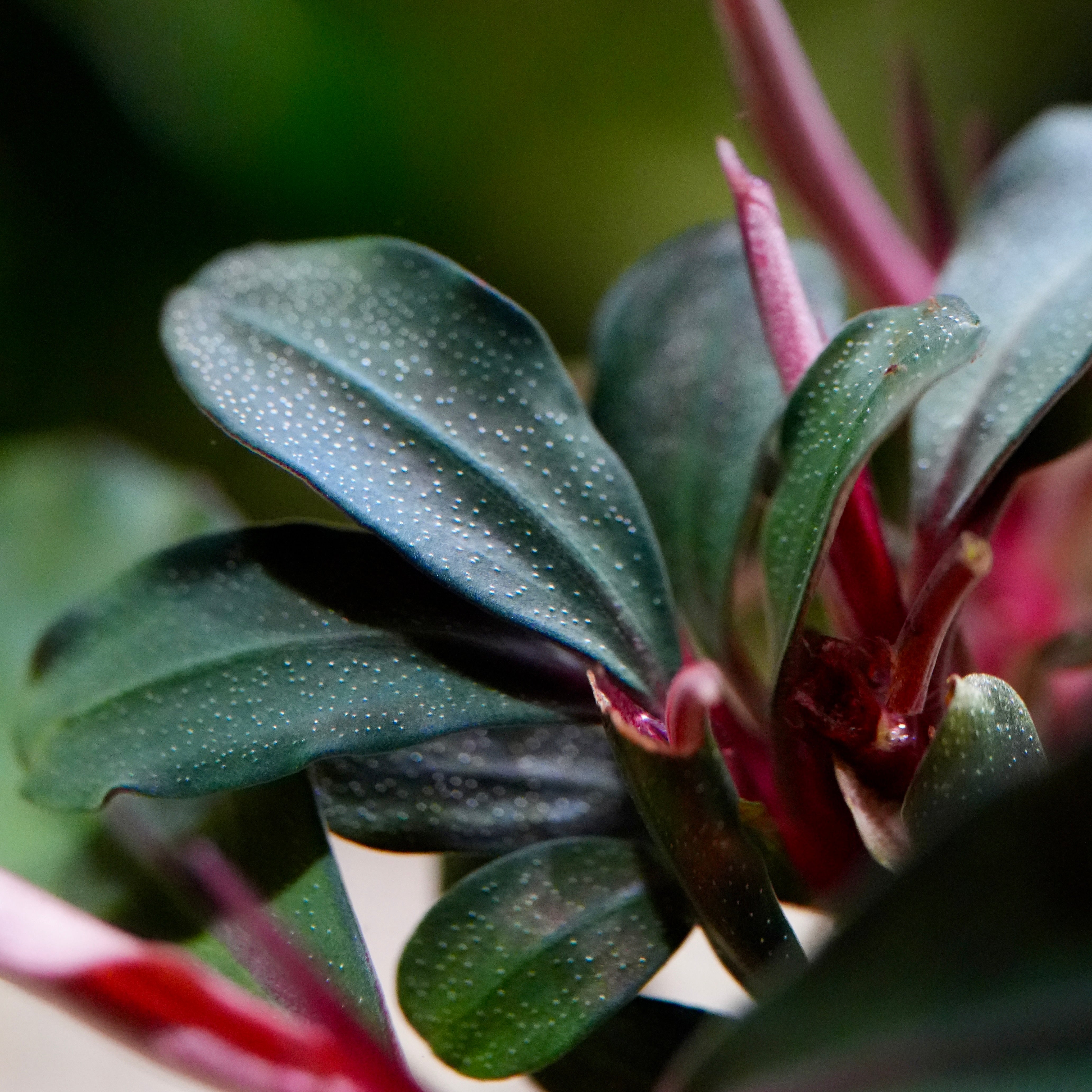 Cluster of bucephalandra red central aquarium plant leaves