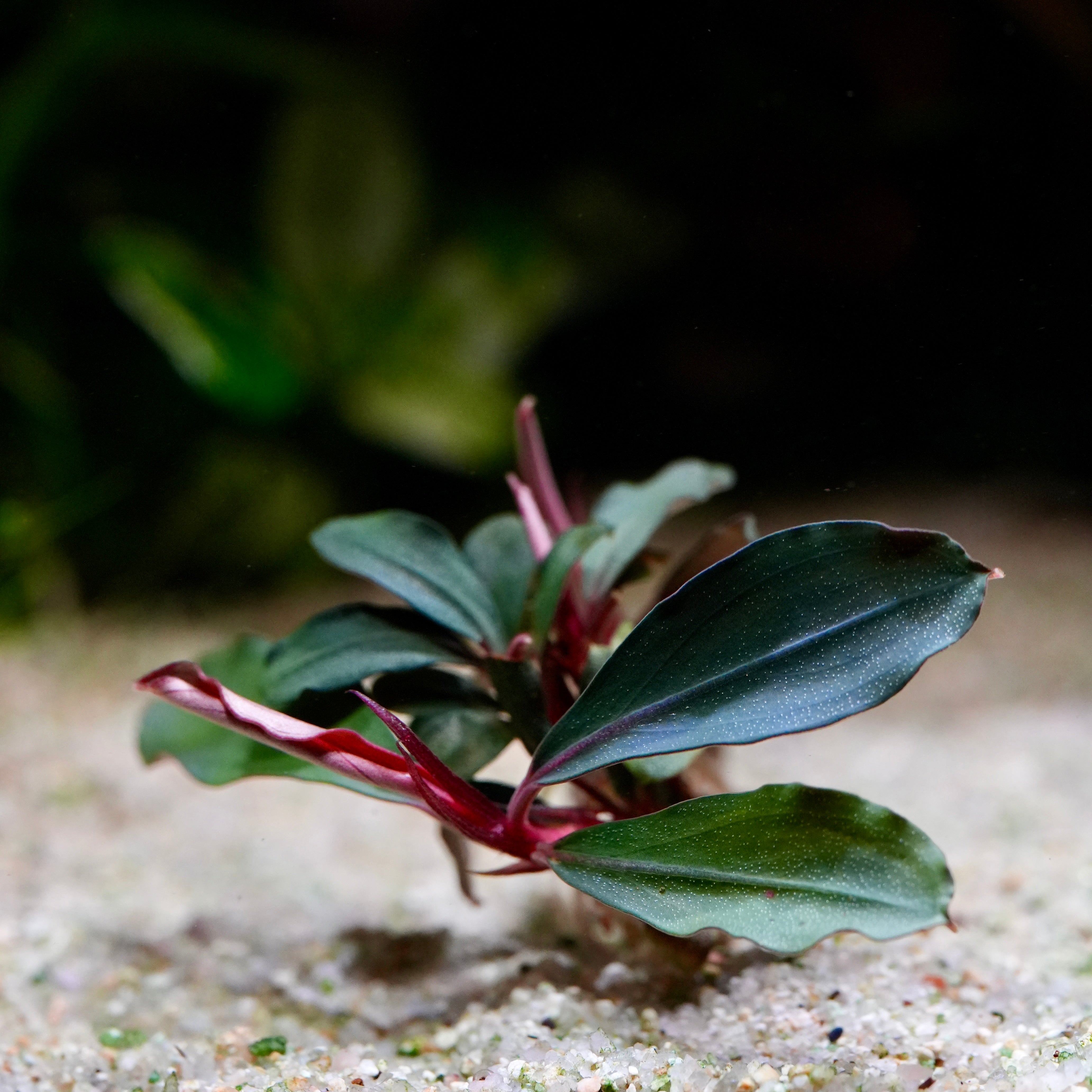Small bucephalandra red central aquarium plant with green and red leaves on a sandy surface