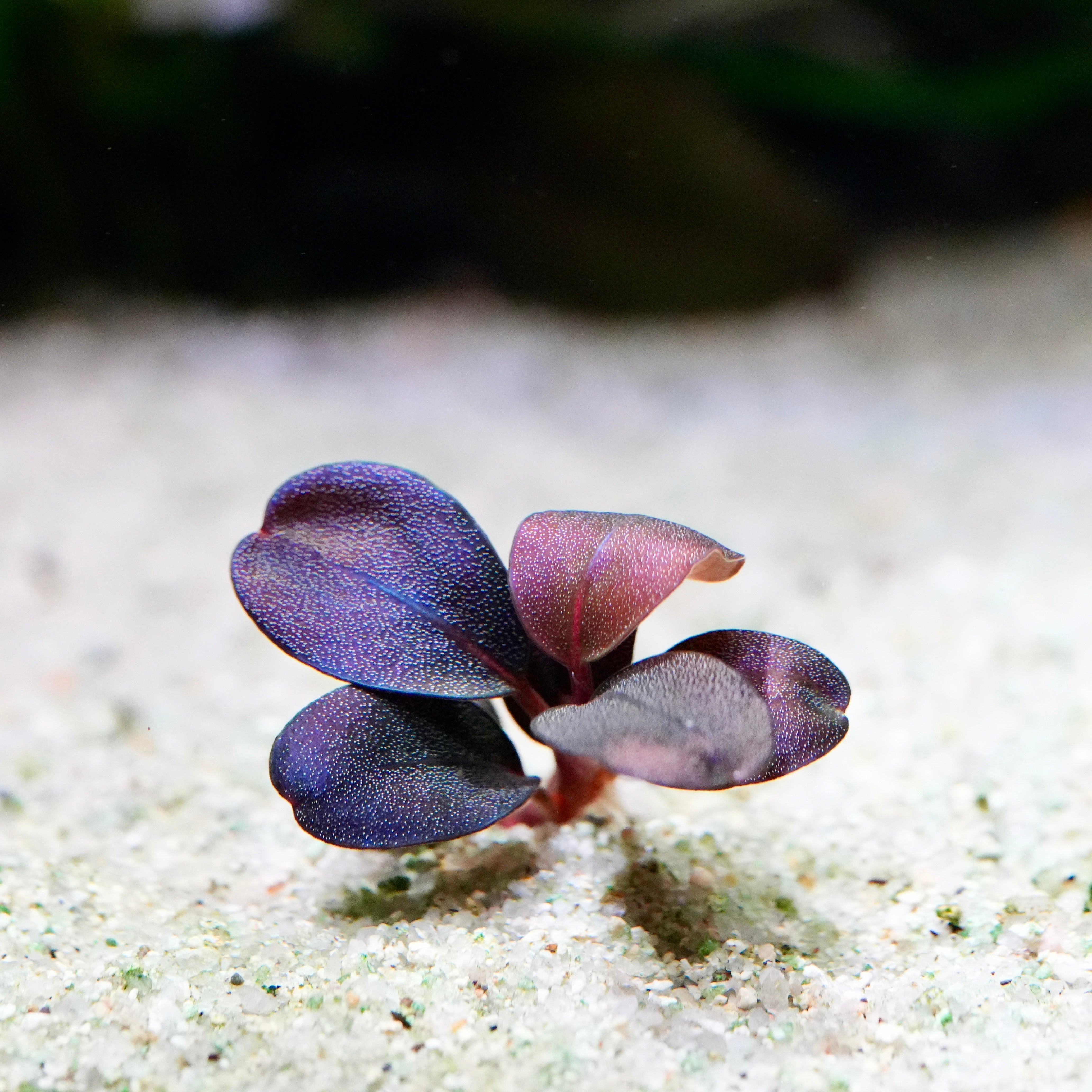 Bucephalandra sp. “Deep Purple” from Kapuas【AZ0819-4