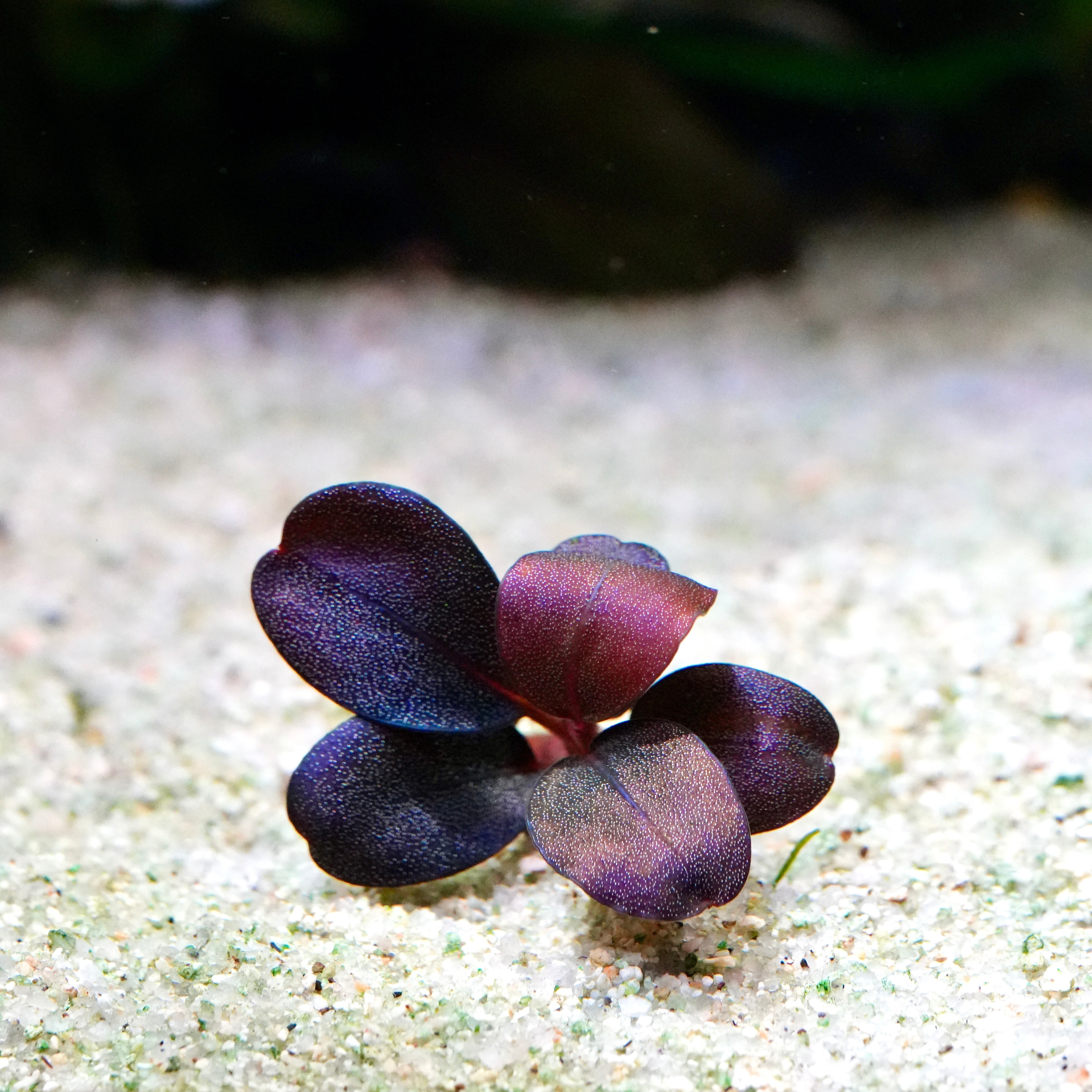 Dark purple bucephalandra serenity aquarium epiphyte plant