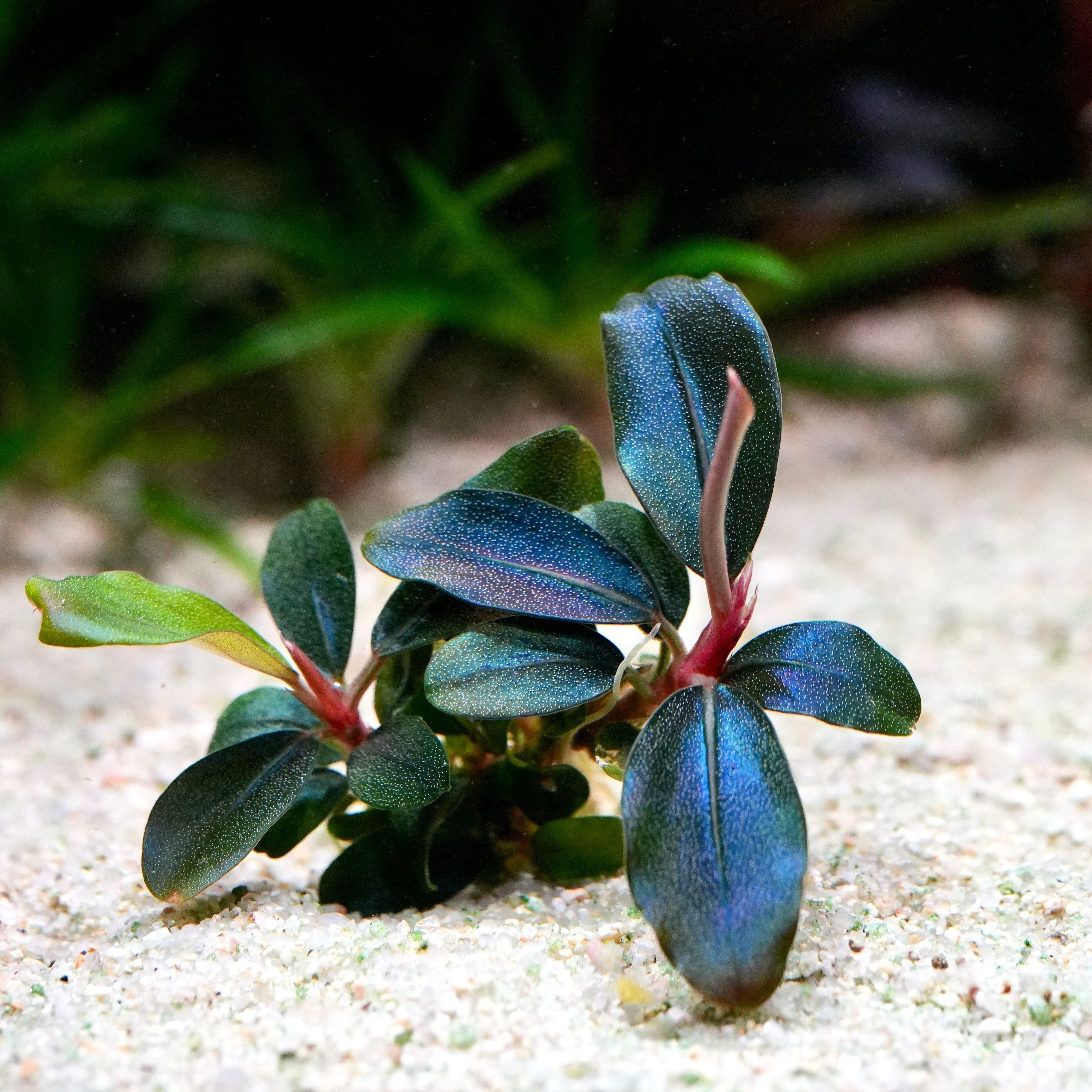 Bucephalandra sordidula 'Blue' - Tropical Aquarium Plant