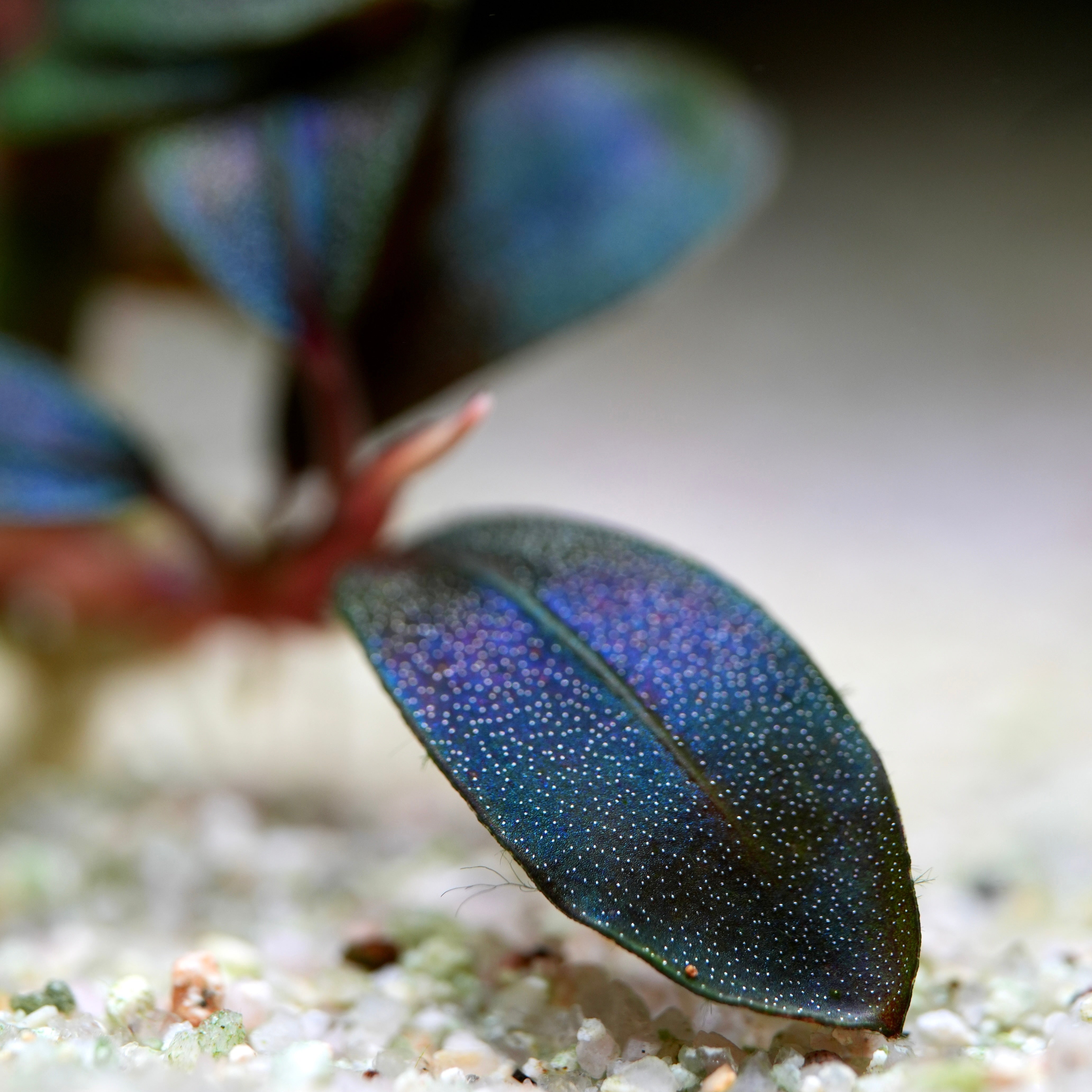 Macro shot of a blue leaf from bucephalandra sordidula blue aquatic plant