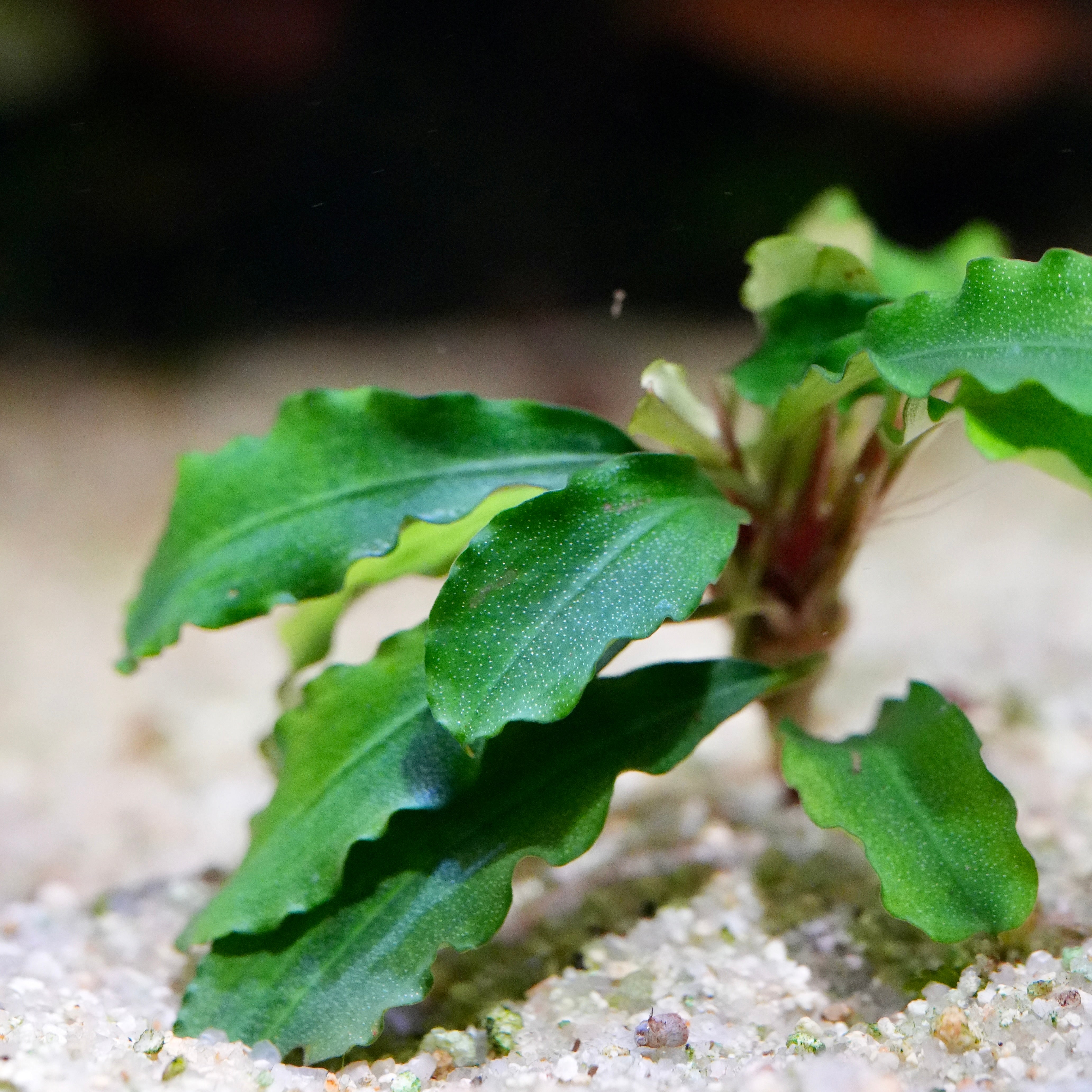 Close-up of bucephalandra wavy green aquatic plant with sand in the background