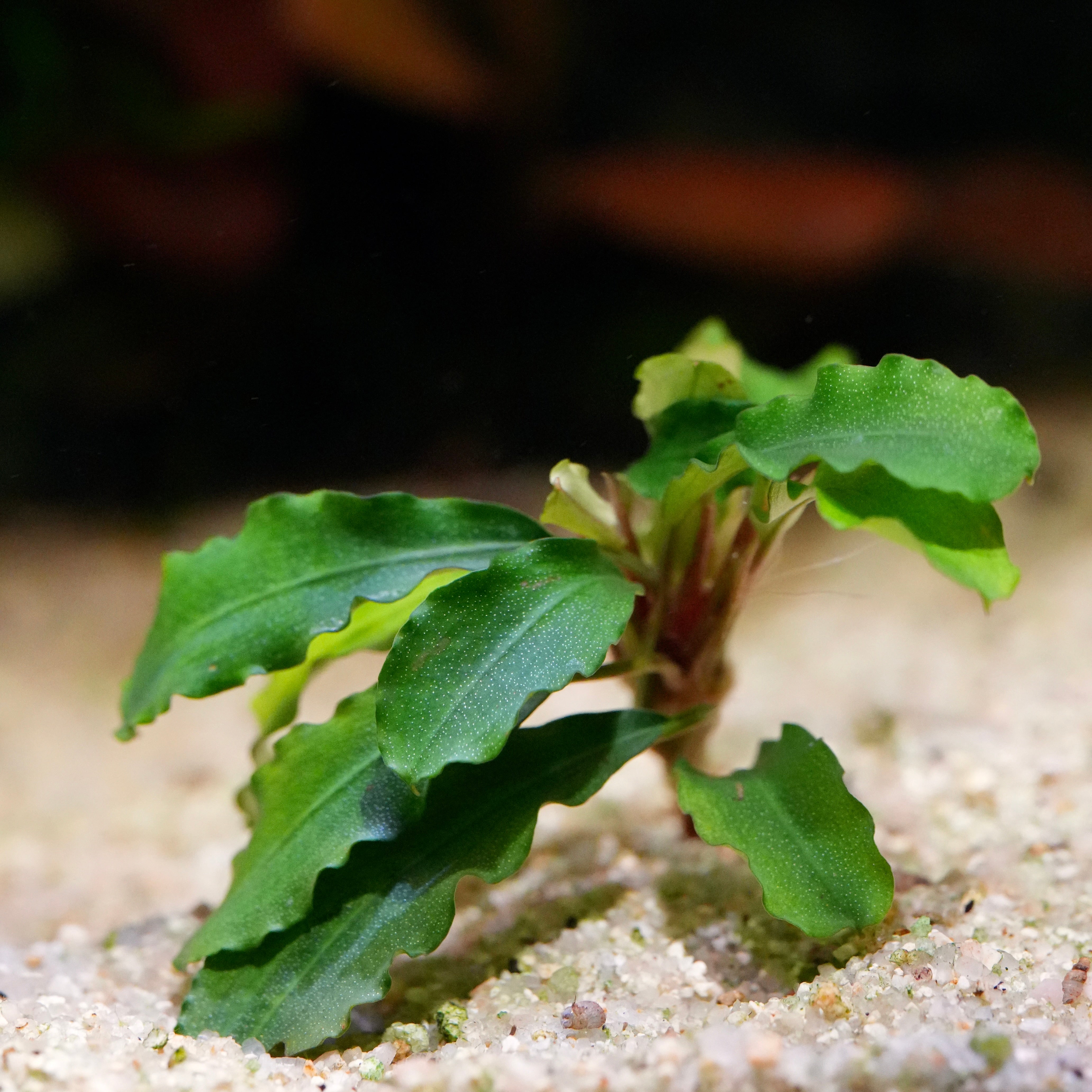 Green leafy bucephalandra wavy green aquarium plant on a sandy surface with a blurred background