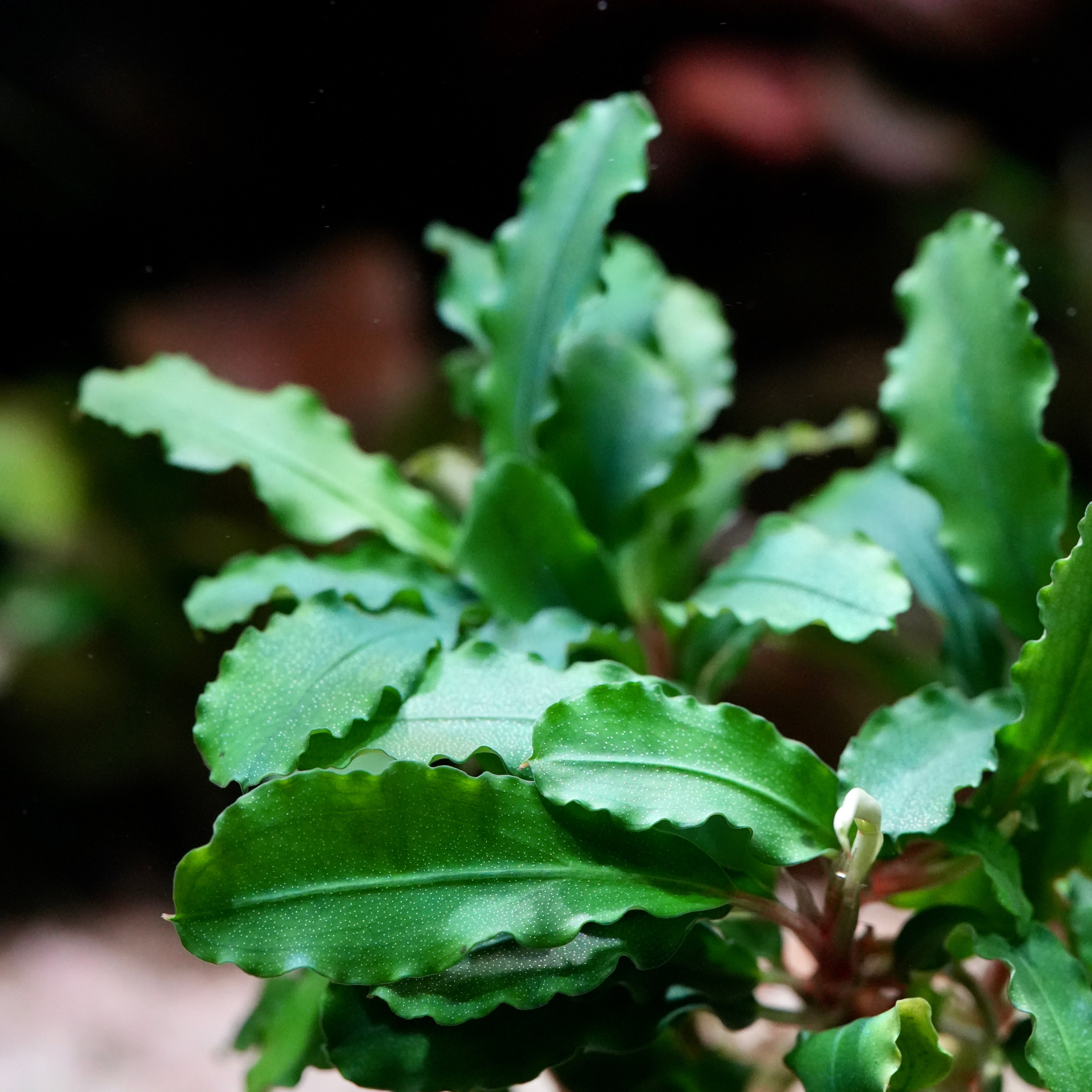 Close-up of a green leafy bucephalandra wavy green with a blurred background