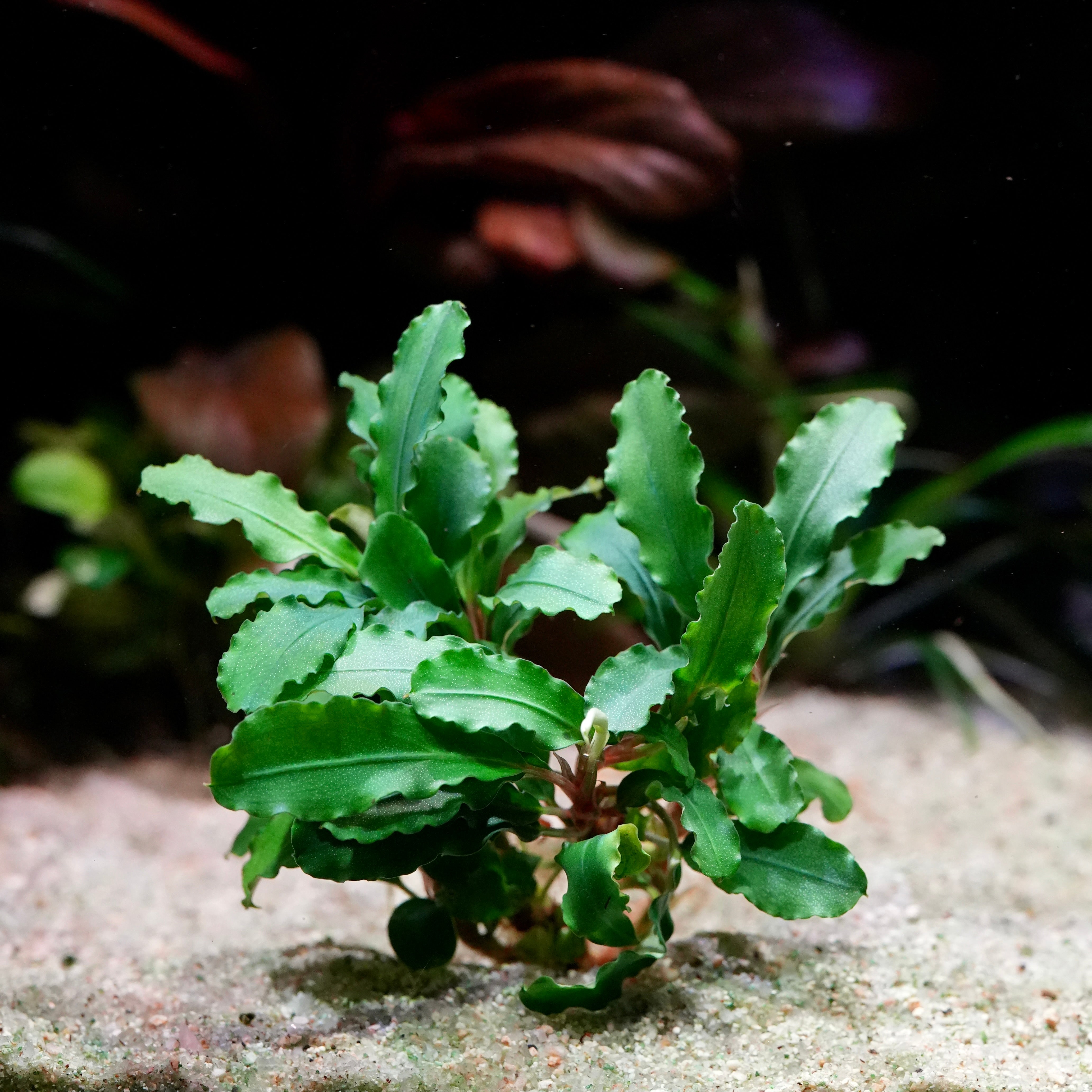 Bucephalandra 'Green Wavy' - Aquarium Plant - CloudAqua – Cloud Aqua