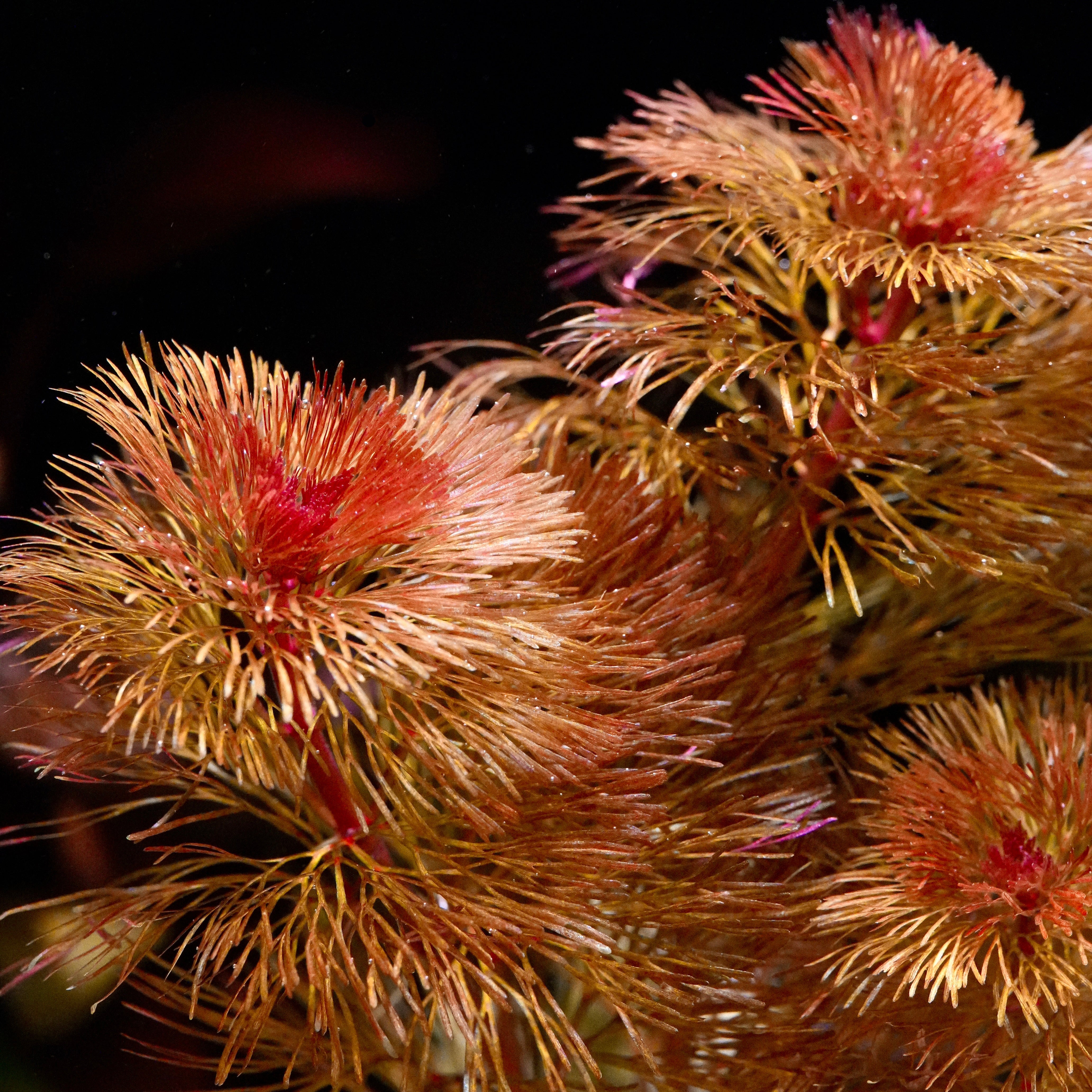 Close-up of a cabomba furcata aquarium plant with red needle leaves against a dark background