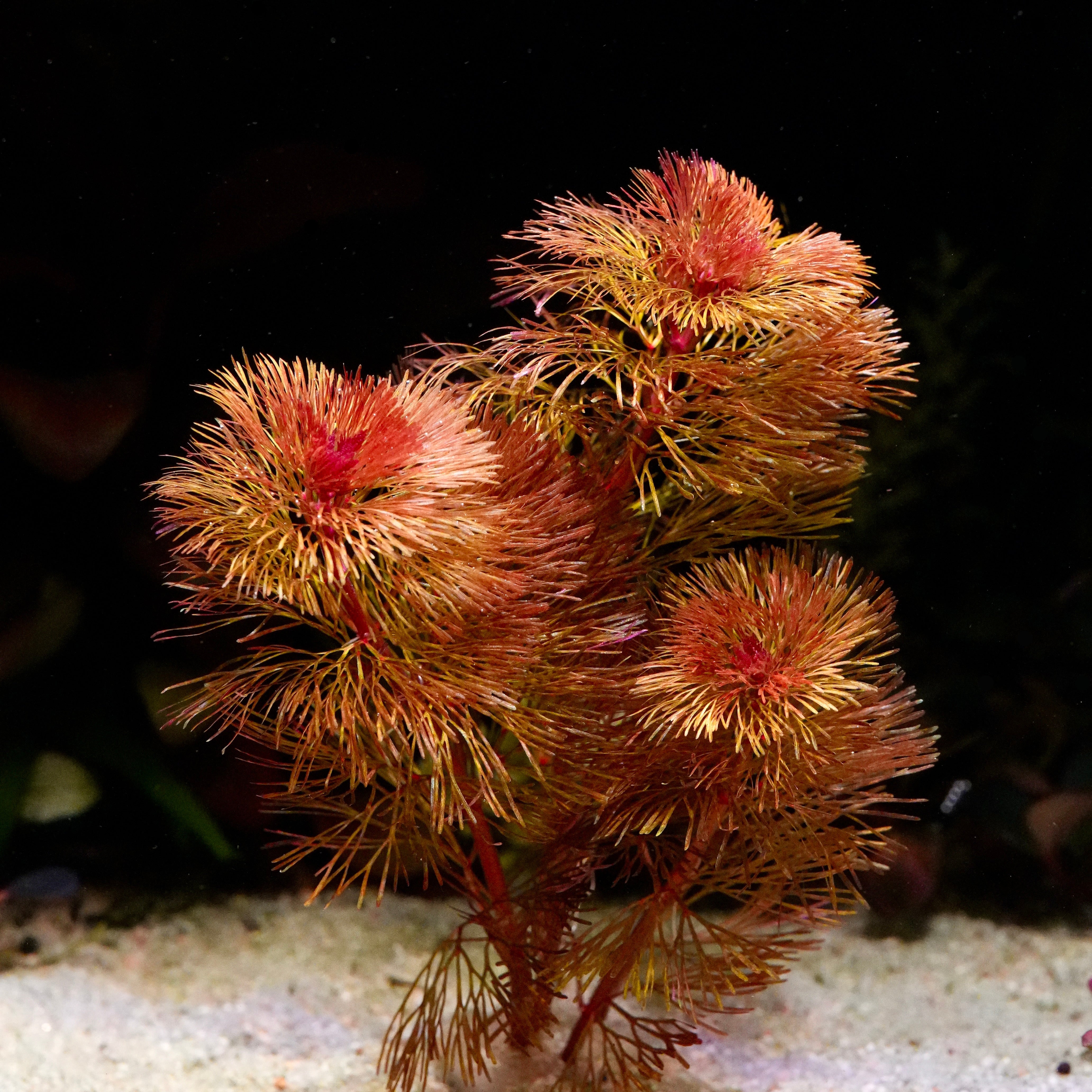 Cabomba furcata aquarium plant with red feathery leaves