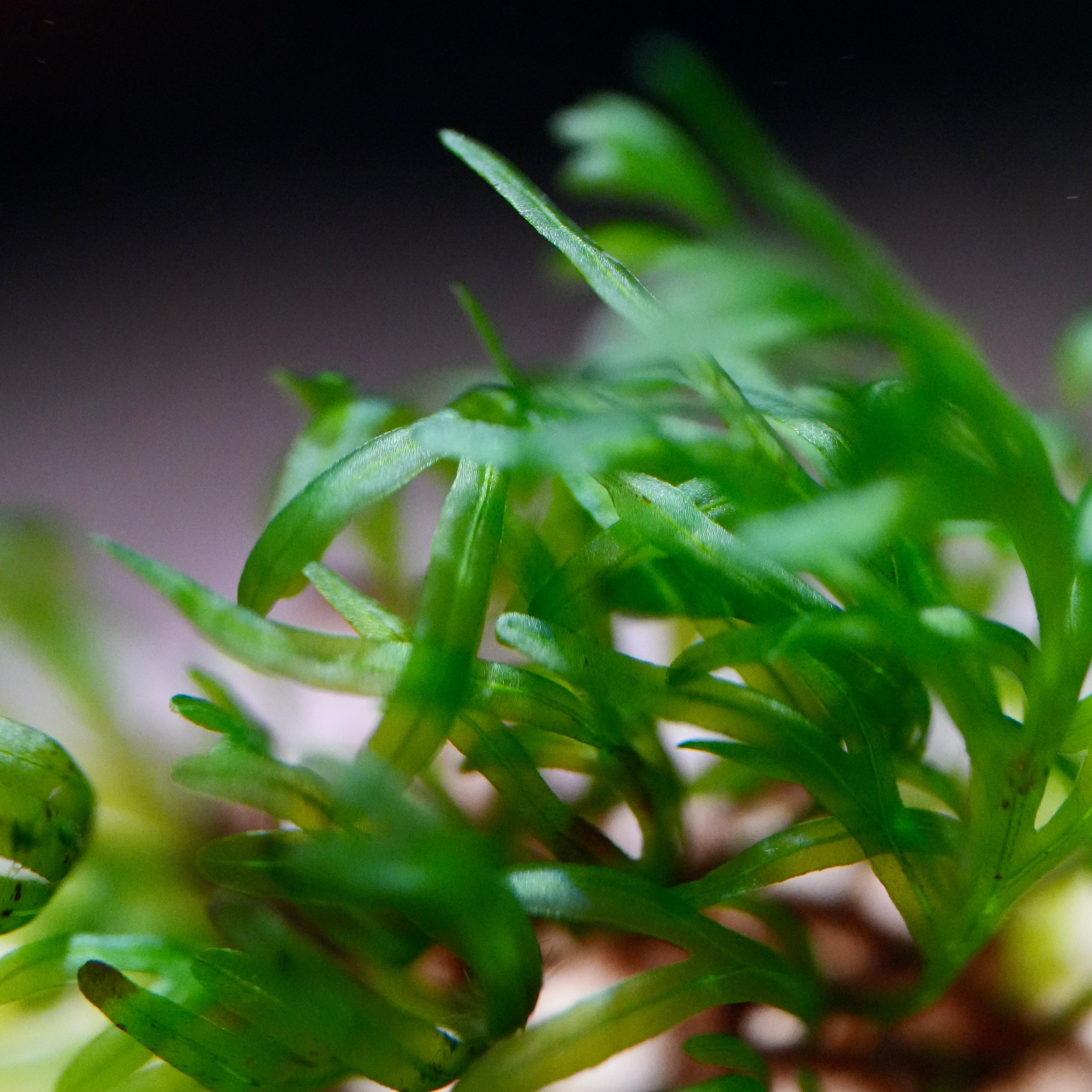 Macro shot of green fronds from crepidomanes vietnam aquatic plant