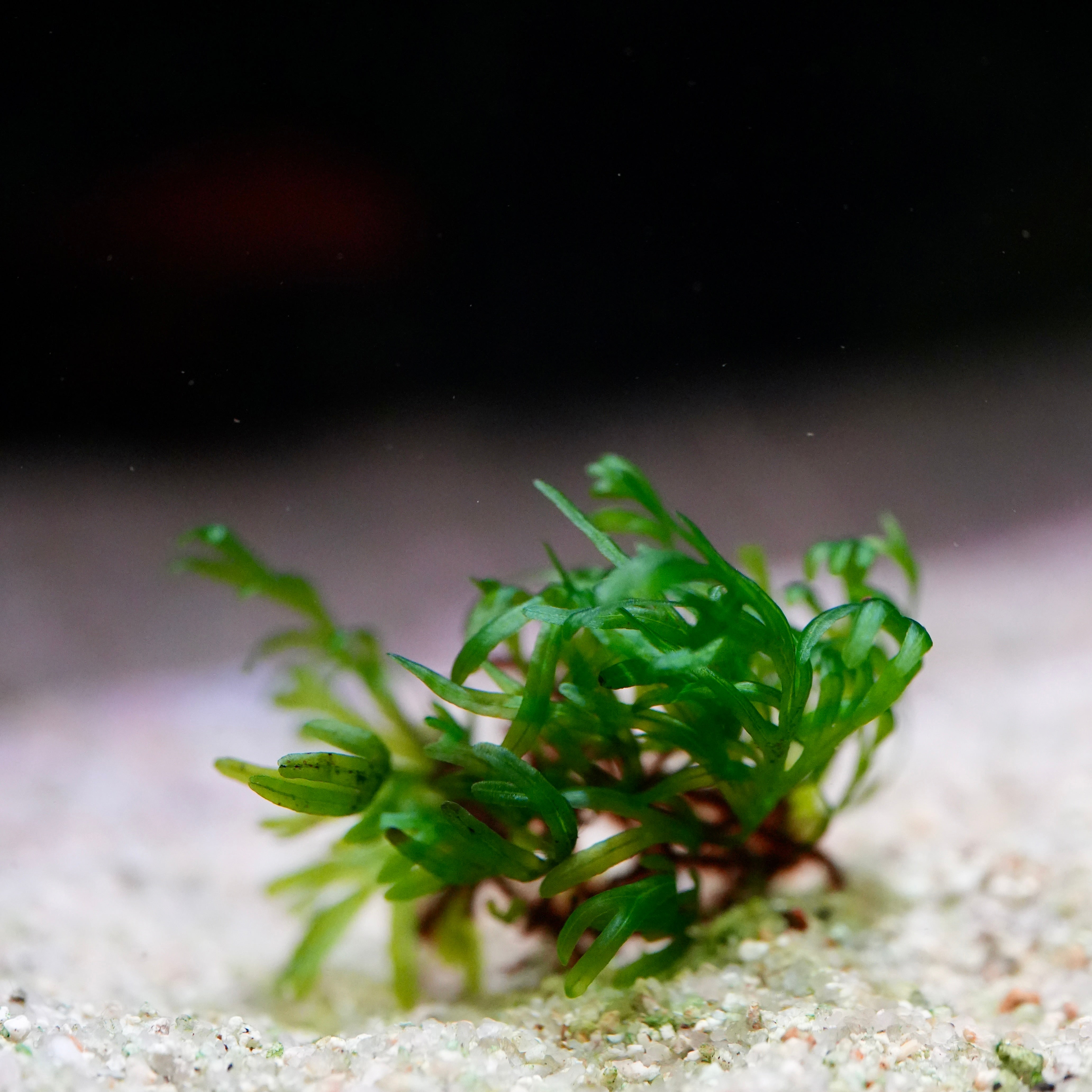 Green aquatic fern crepidomanes vietnam on a sandy substrate with a blurred background
