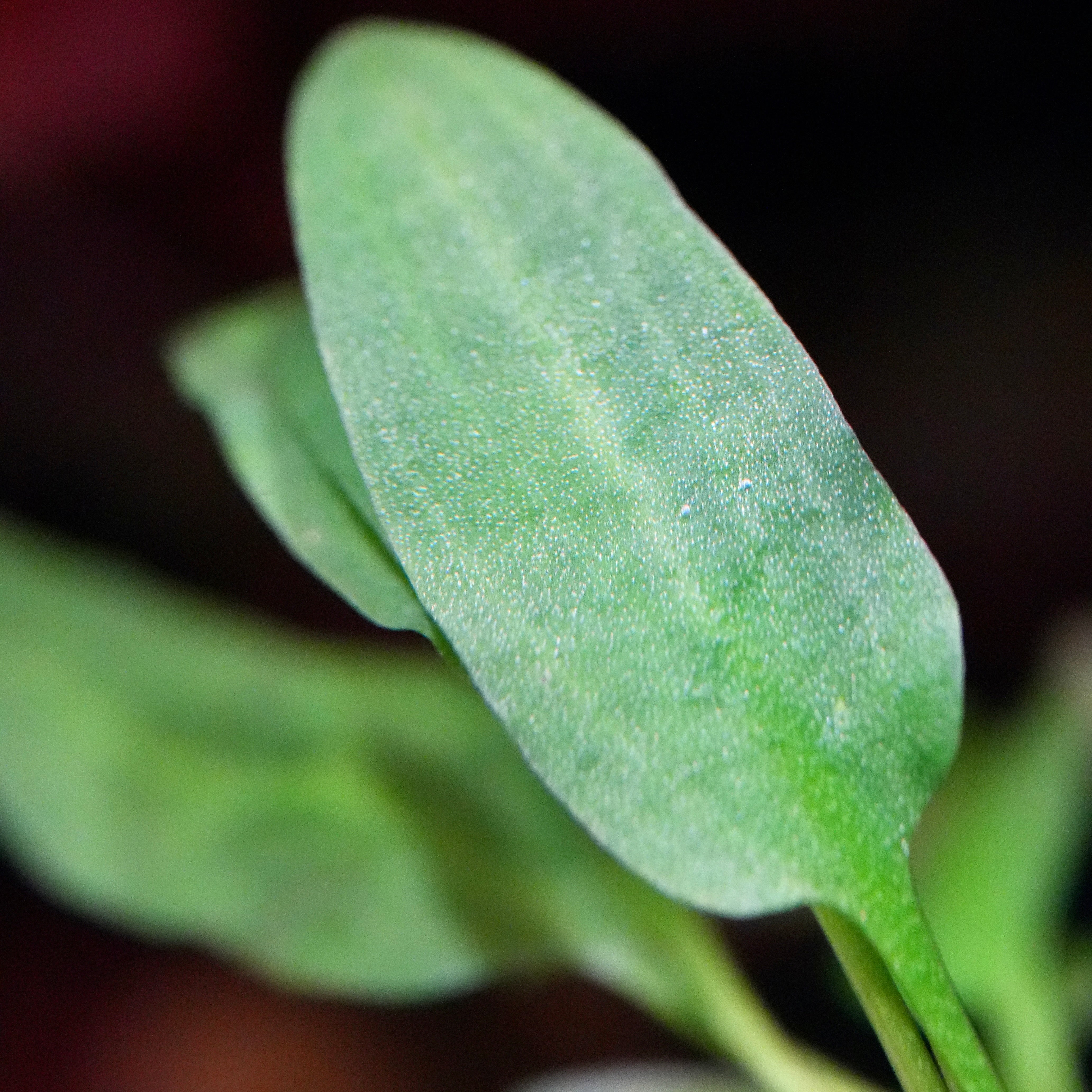 cryptocoryne affinis red aquarium plant leaf macro shot