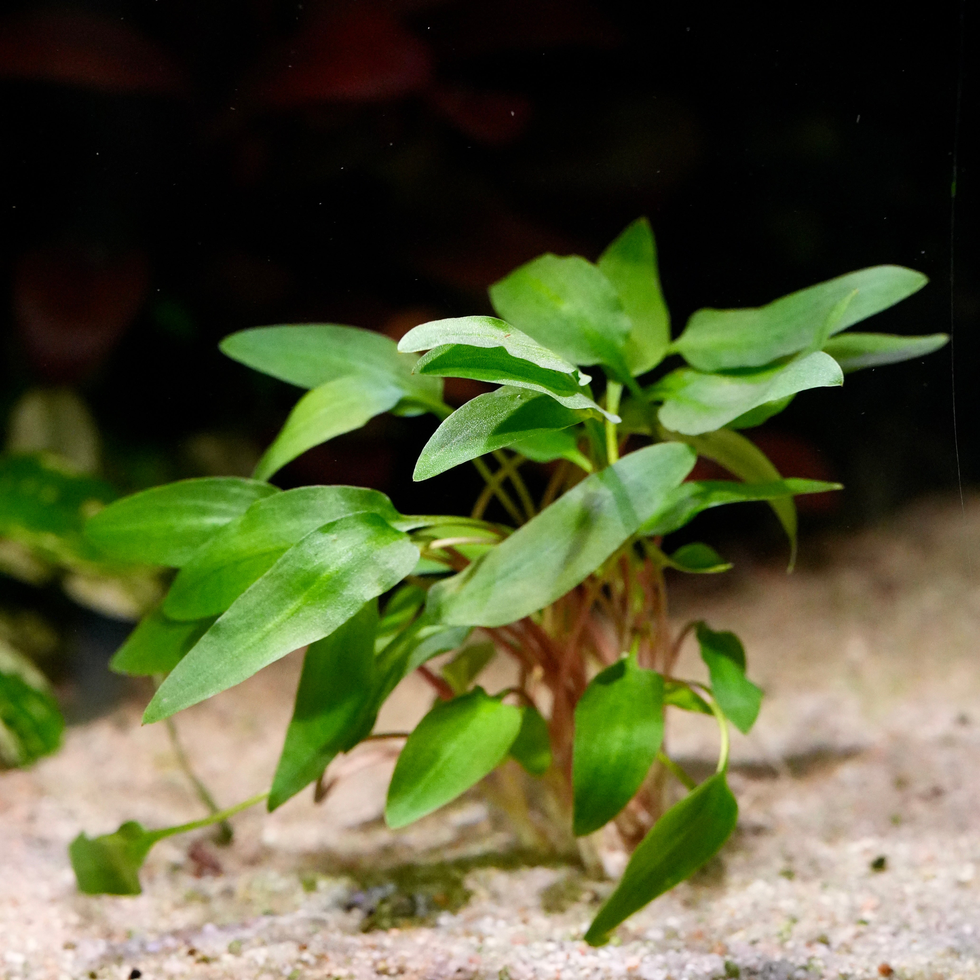 Green cryptocoryne affinis red aquarium plant in aquarium setting with a dark background