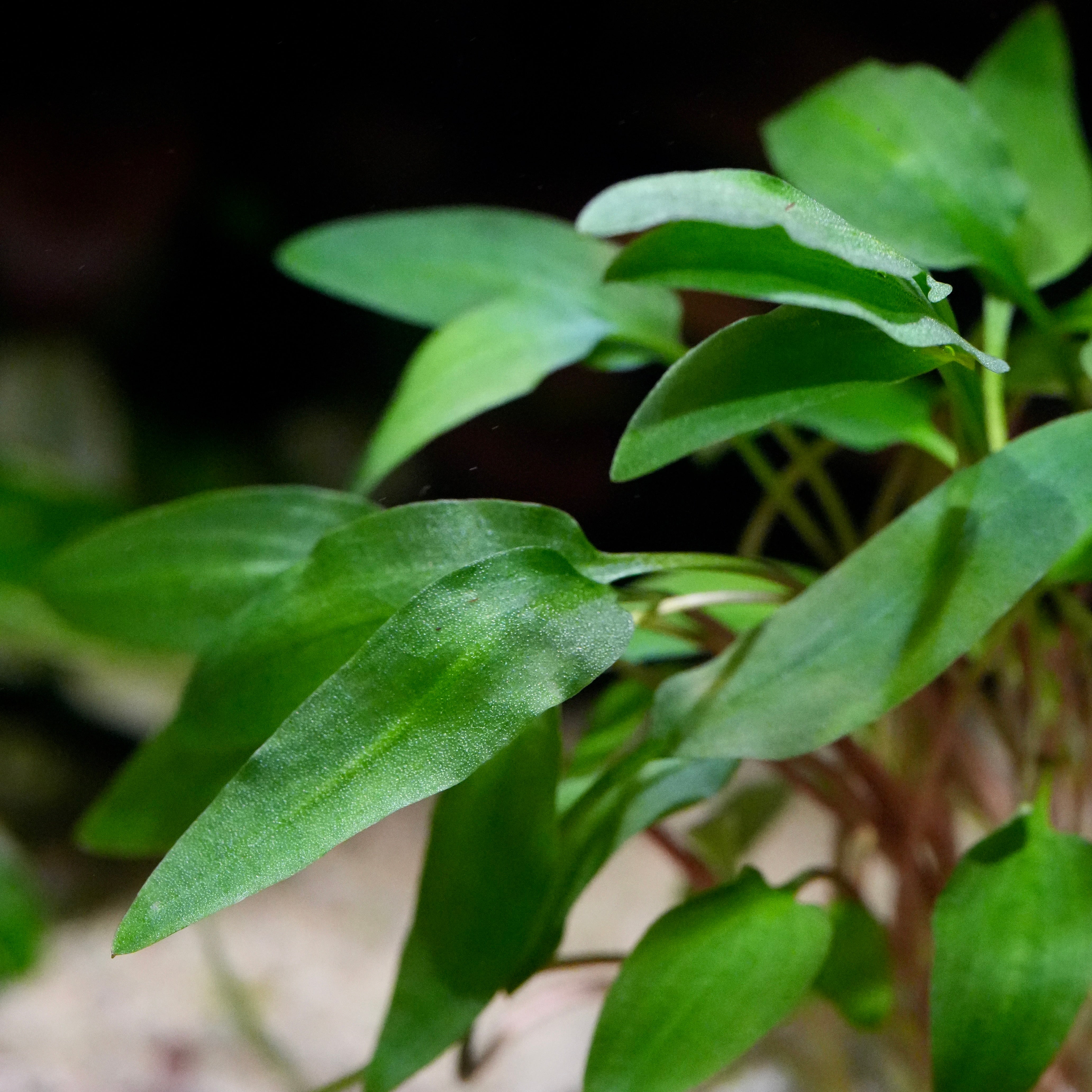 Close-up side of green leaves from cryptocoryne affinis red aquarium plant