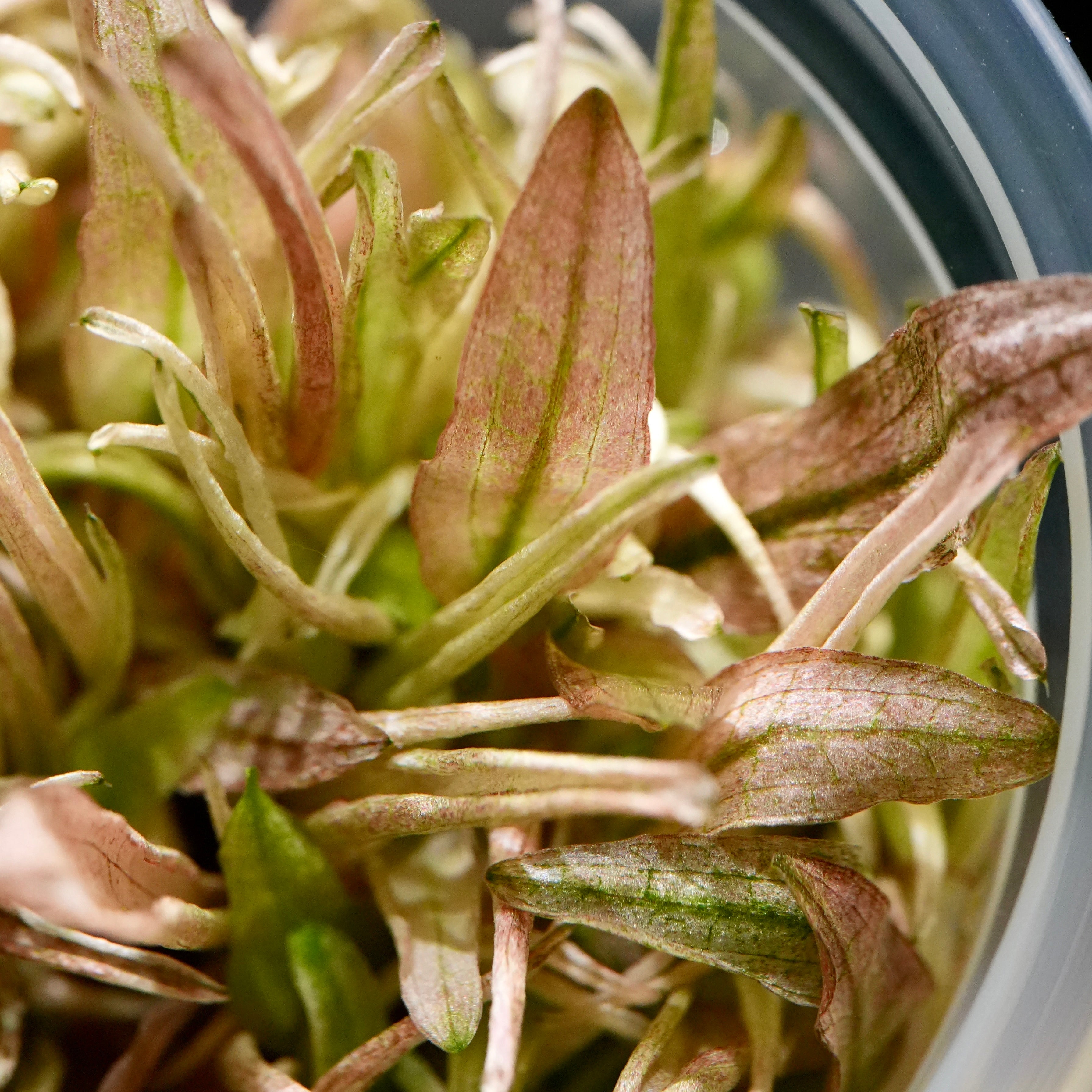 Macro shot of cryptocoryne flamingo pink aquarium plant