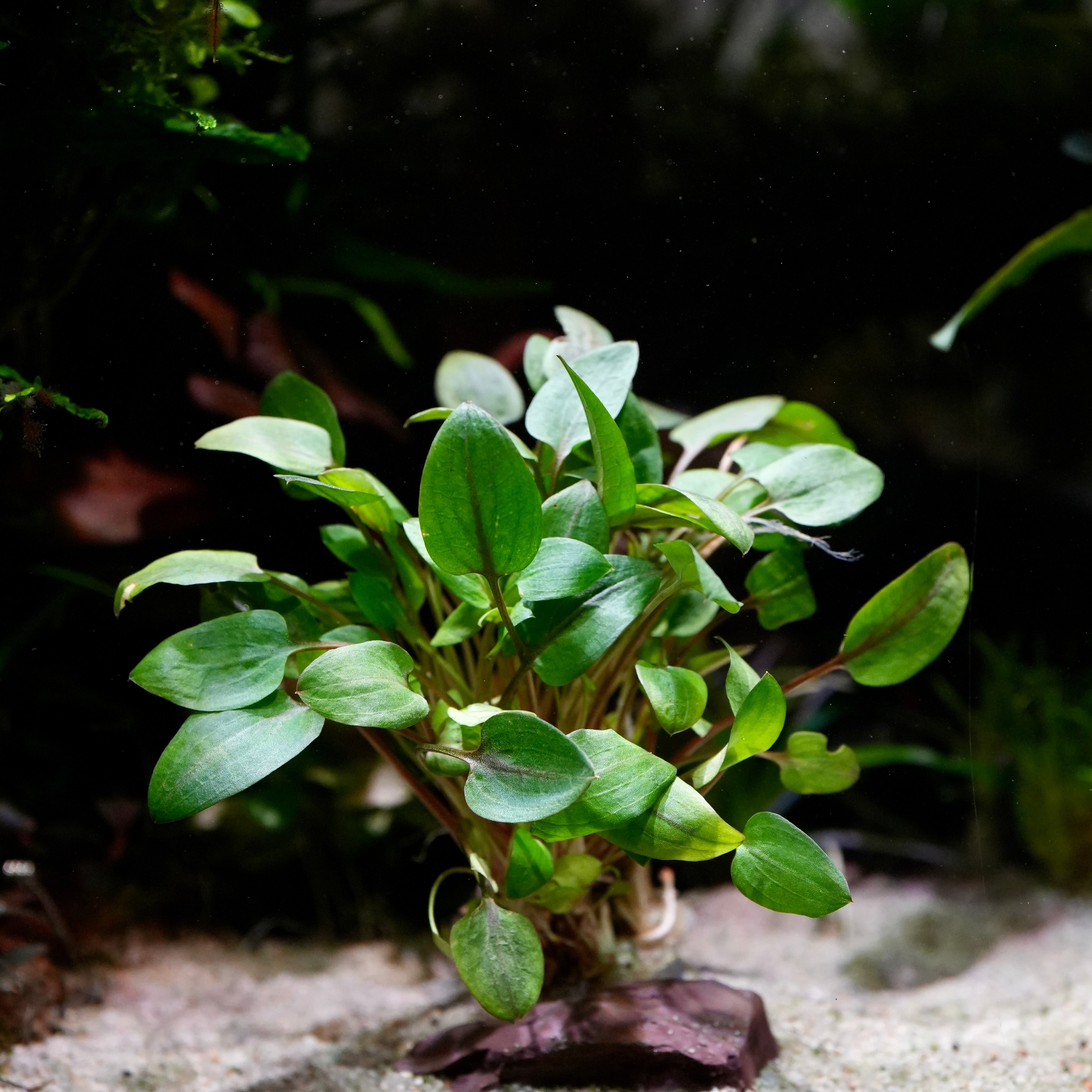 Green cryptocoryne mini round aquarium plant in an aquarium setting with a dark background