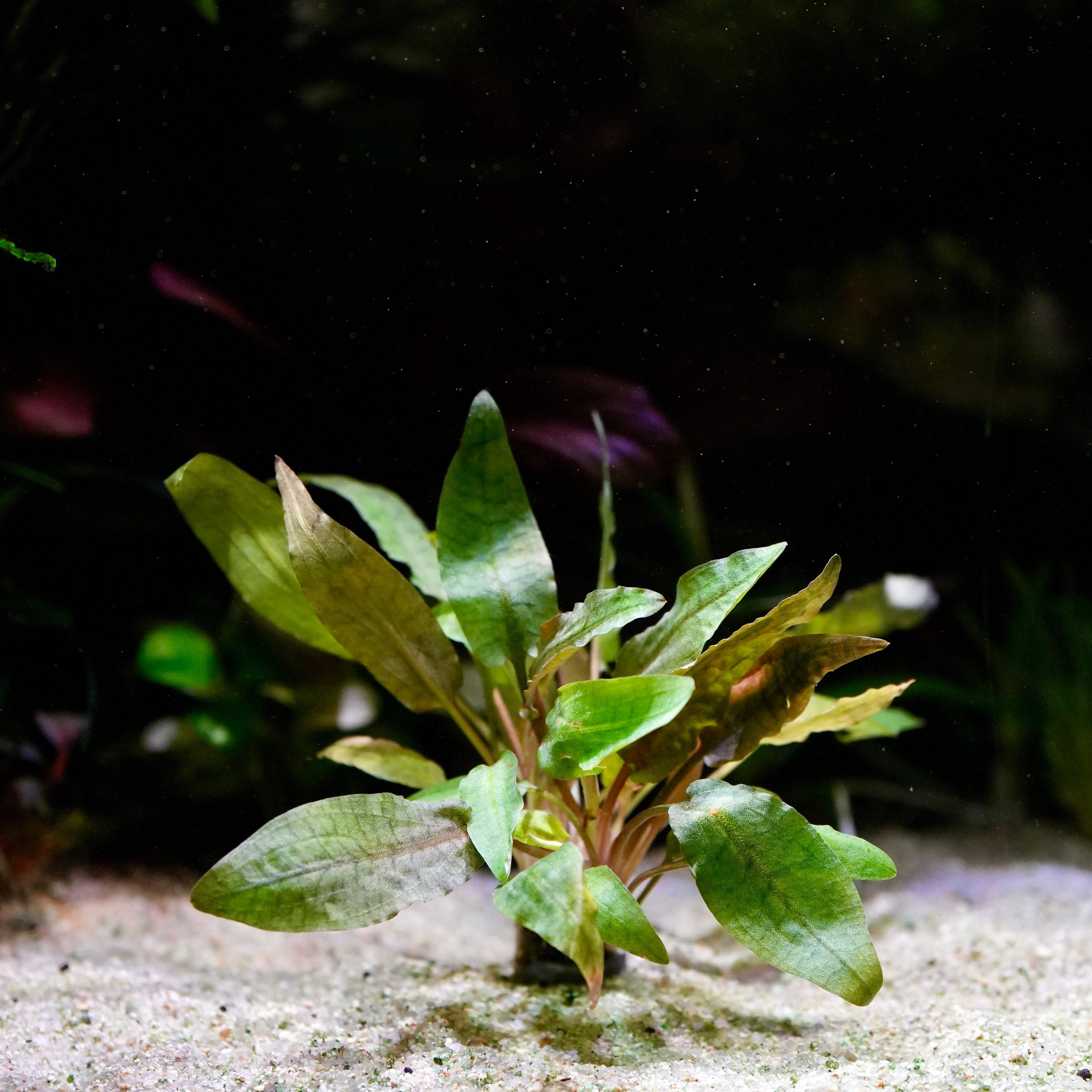 Green cryptocoryne nurii aquarium plant in an aquarium setting with a dark background