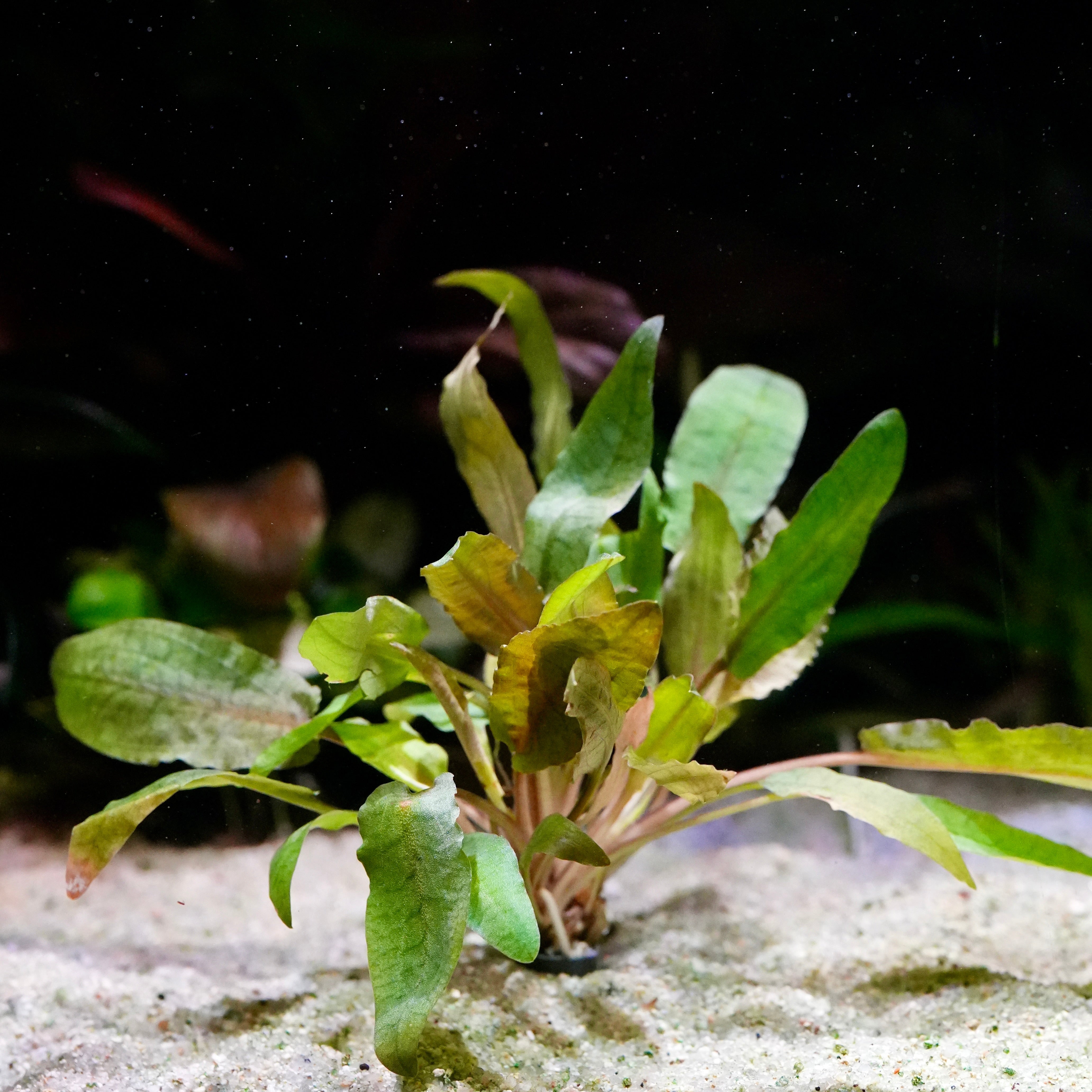 Side profile of cryptocoryne nurii aquarium plant with veined leaves