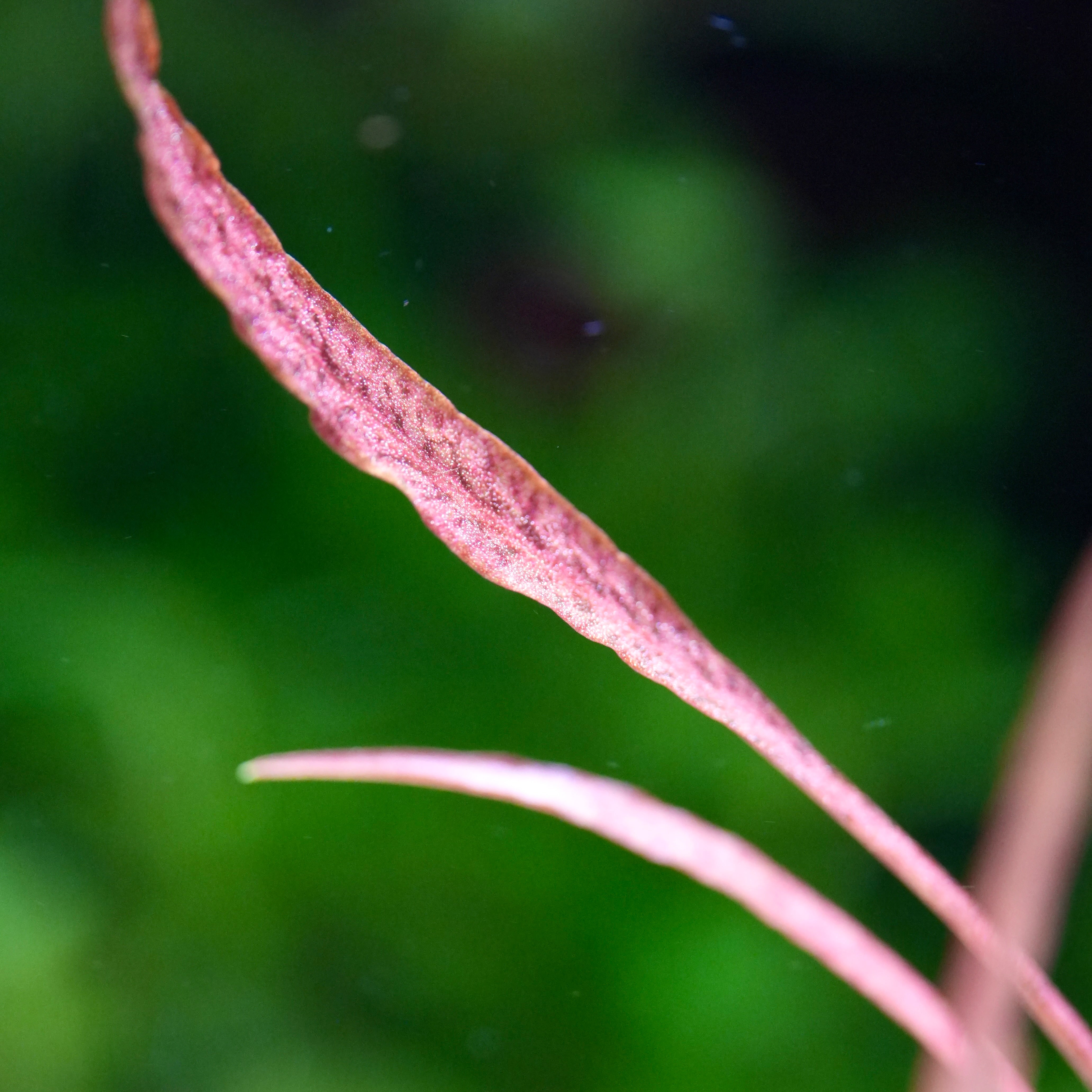 Close-up of a pinkish leaf of cryptocoryne spirals red aquatic plant against a blurred green background