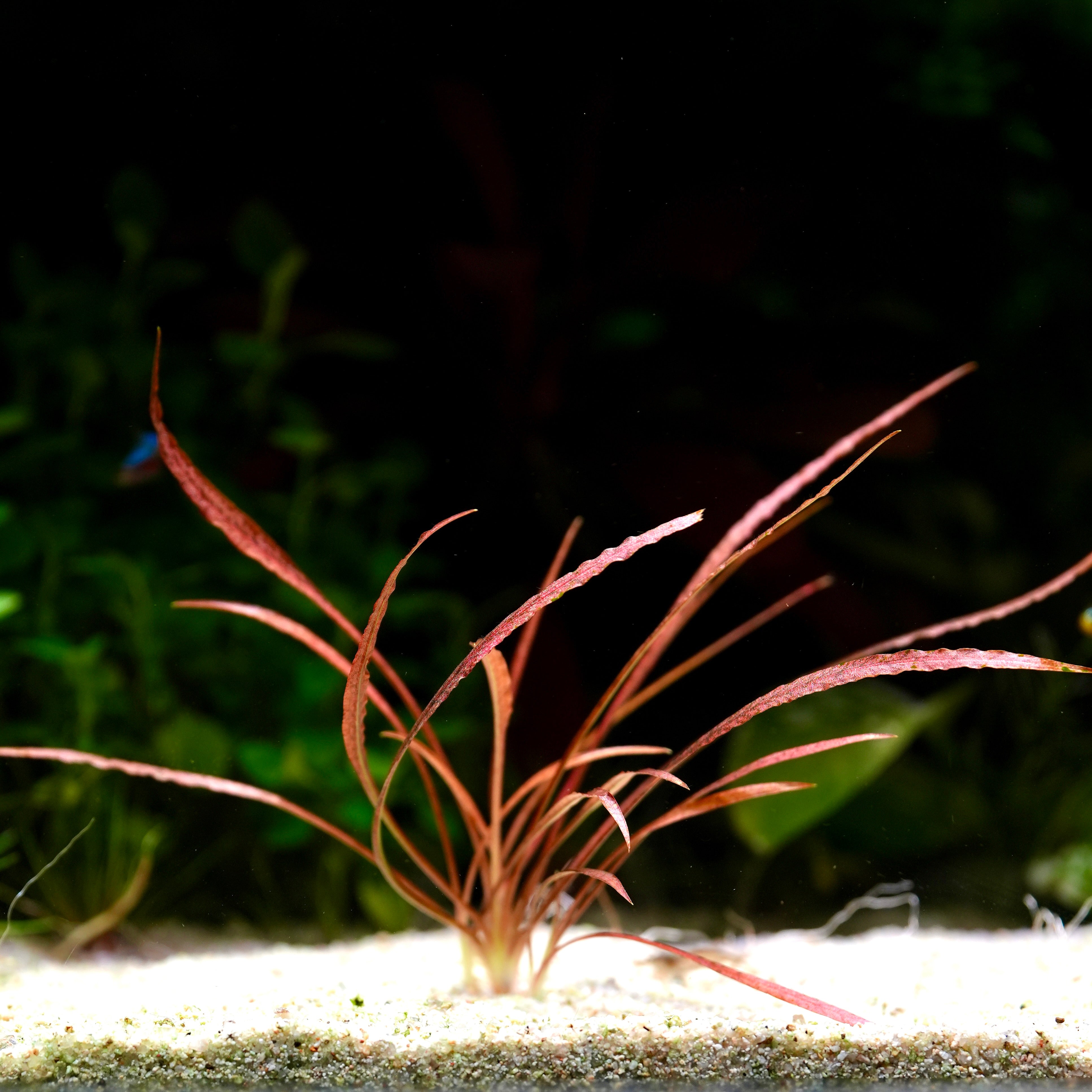Cryptocoryne spirals red aquatic plant with red leaves on a sandy substrate