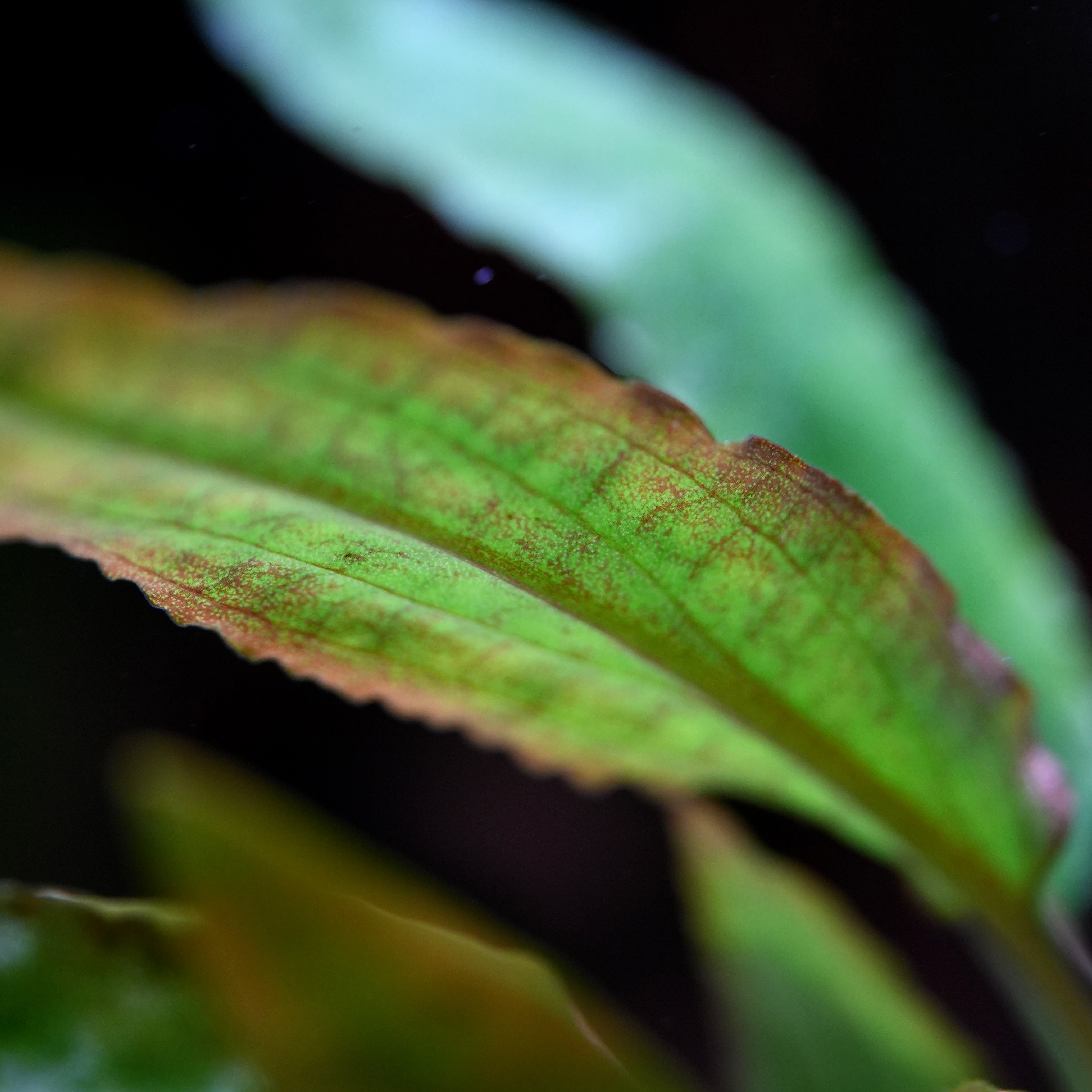 Macro shot of cryptocoryne undulata broad leaf aquatic plant leaf with a dark background