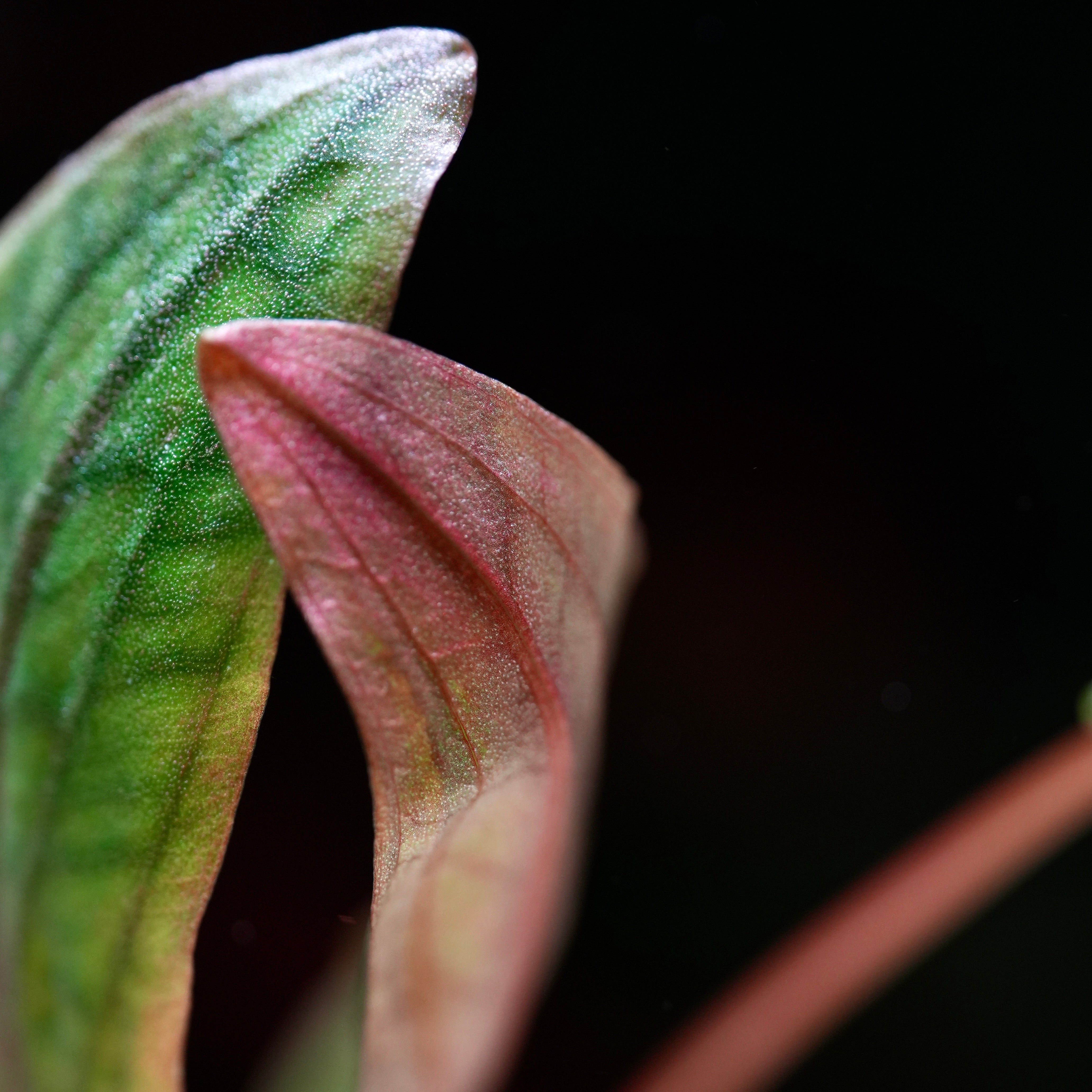 macro shot of green and red leaf from cryptocoryne usteriana aquatic plant