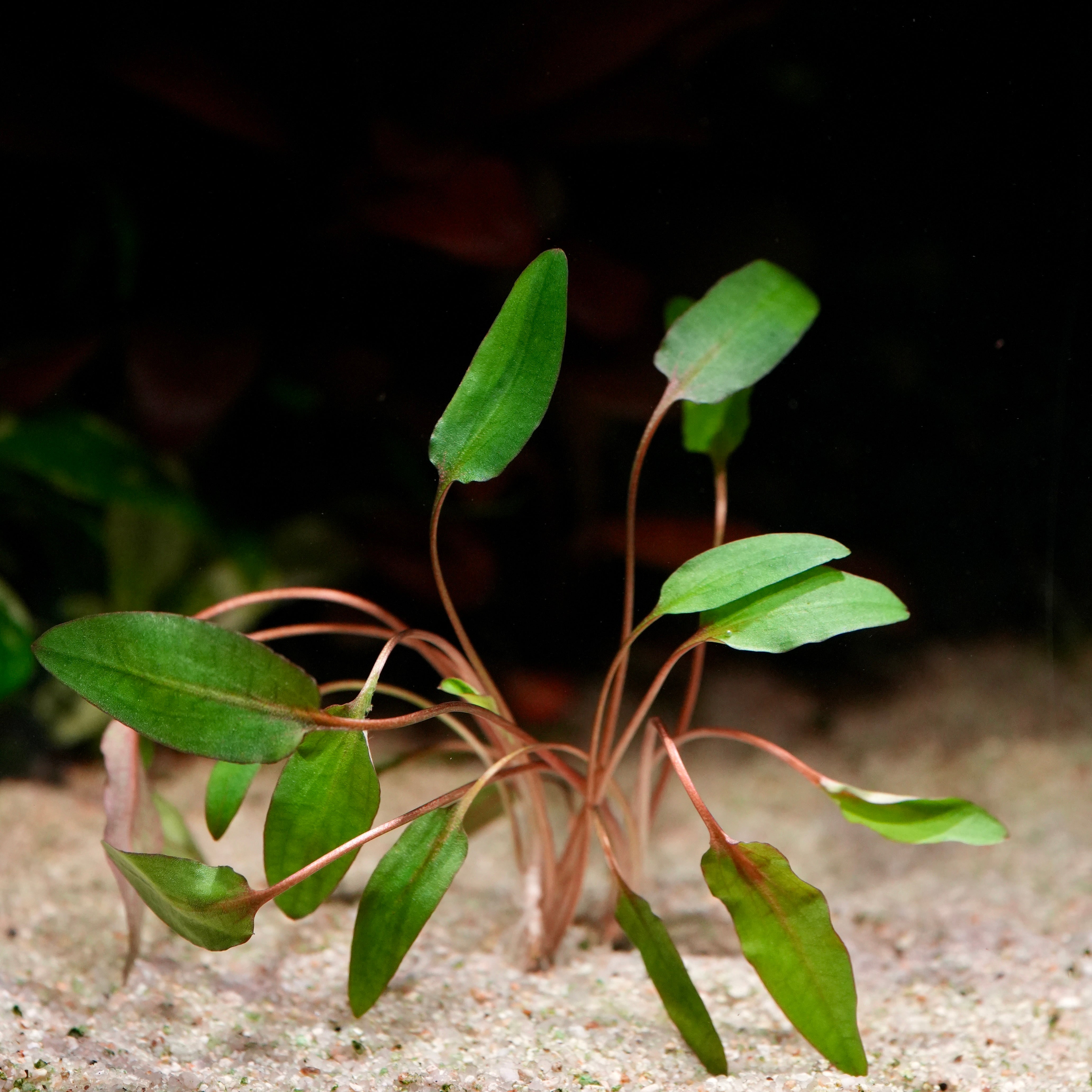 Small green cryptocoryne wendtii brown aquarium plant with thin stems on a dark background