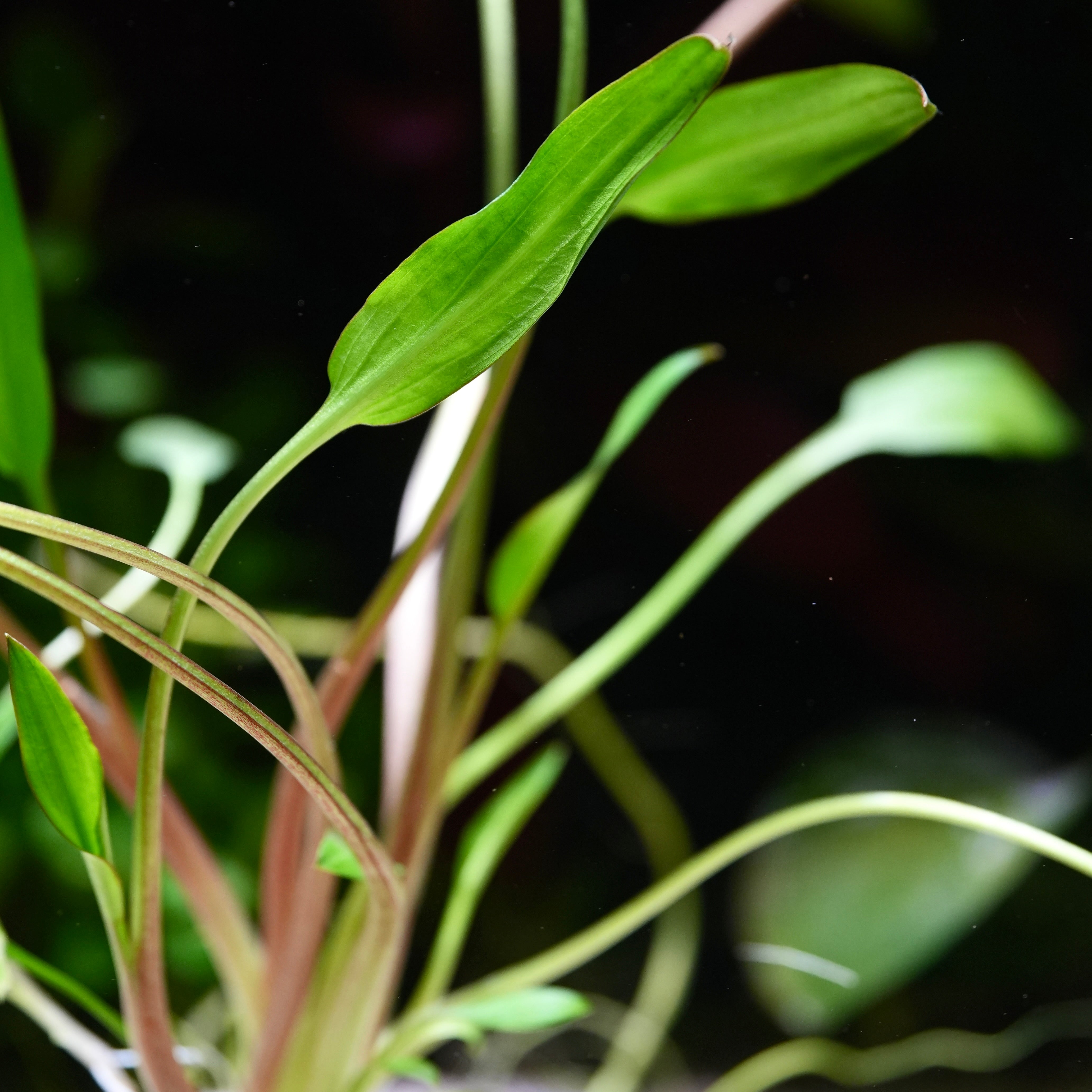 Close-up of green cryptocoryne willisii aquarium plant leaves with a dark background