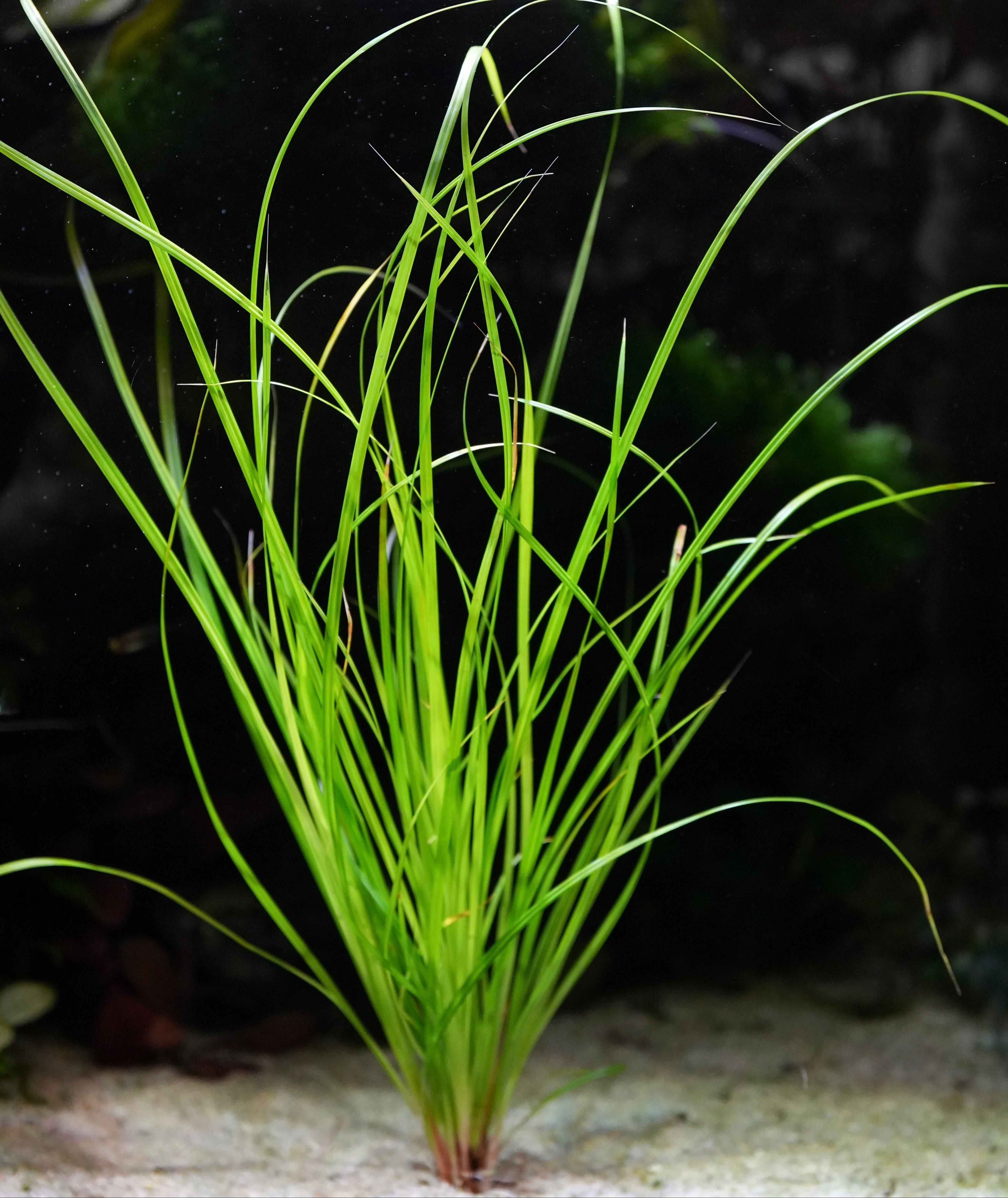 Cyperus helferi aquatic plant with long green blades of leaves on a sandy substrate
