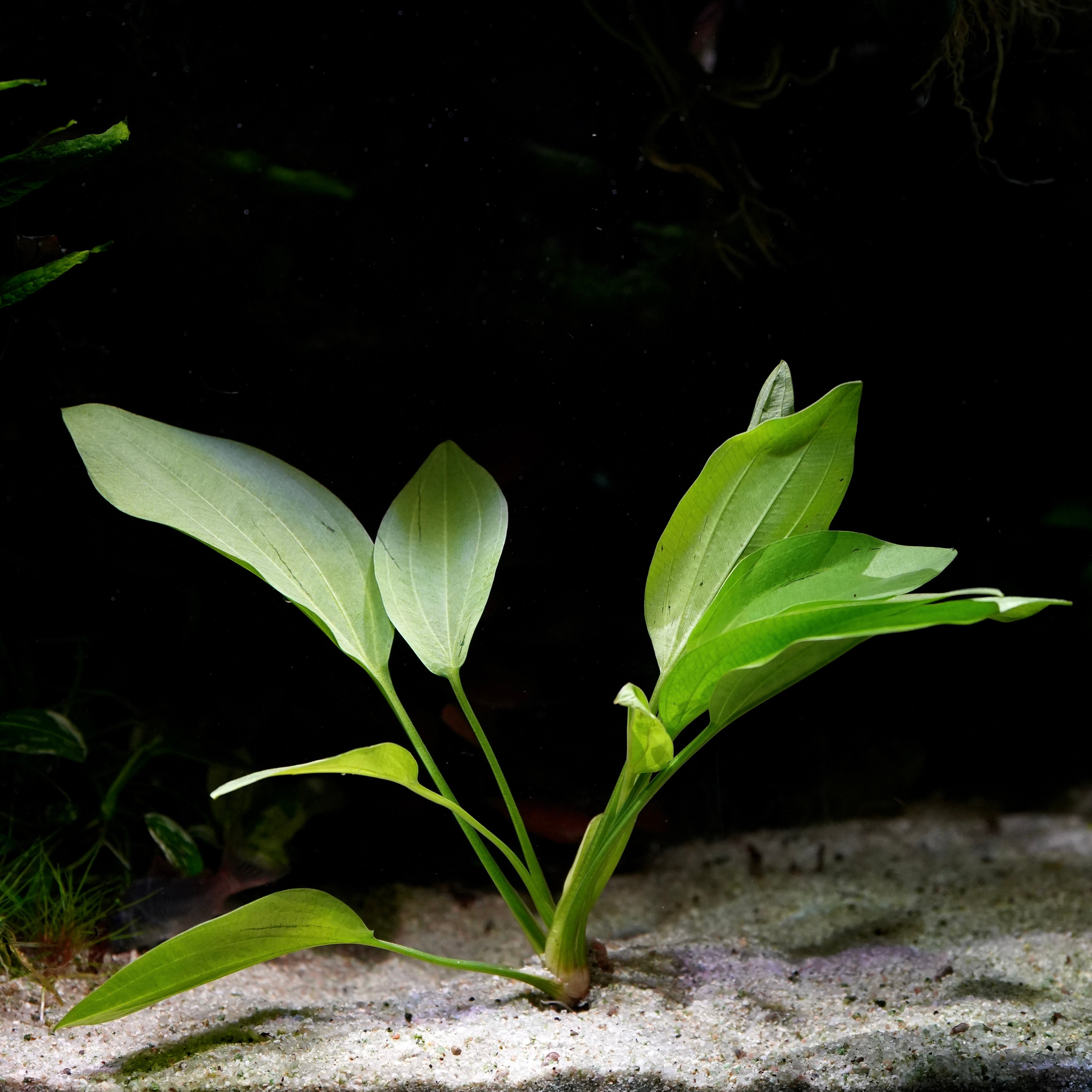 Large green echinodorus americanus amazon sword aquarium plant on a dark background